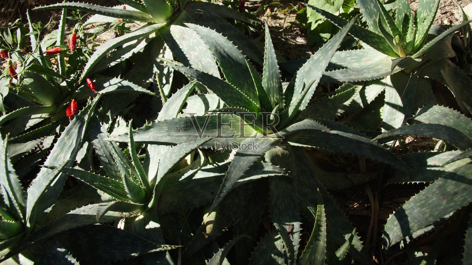 芦荟，被称为芦荟，acíbar或来自巴巴多斯的芦荟照片摄影图片