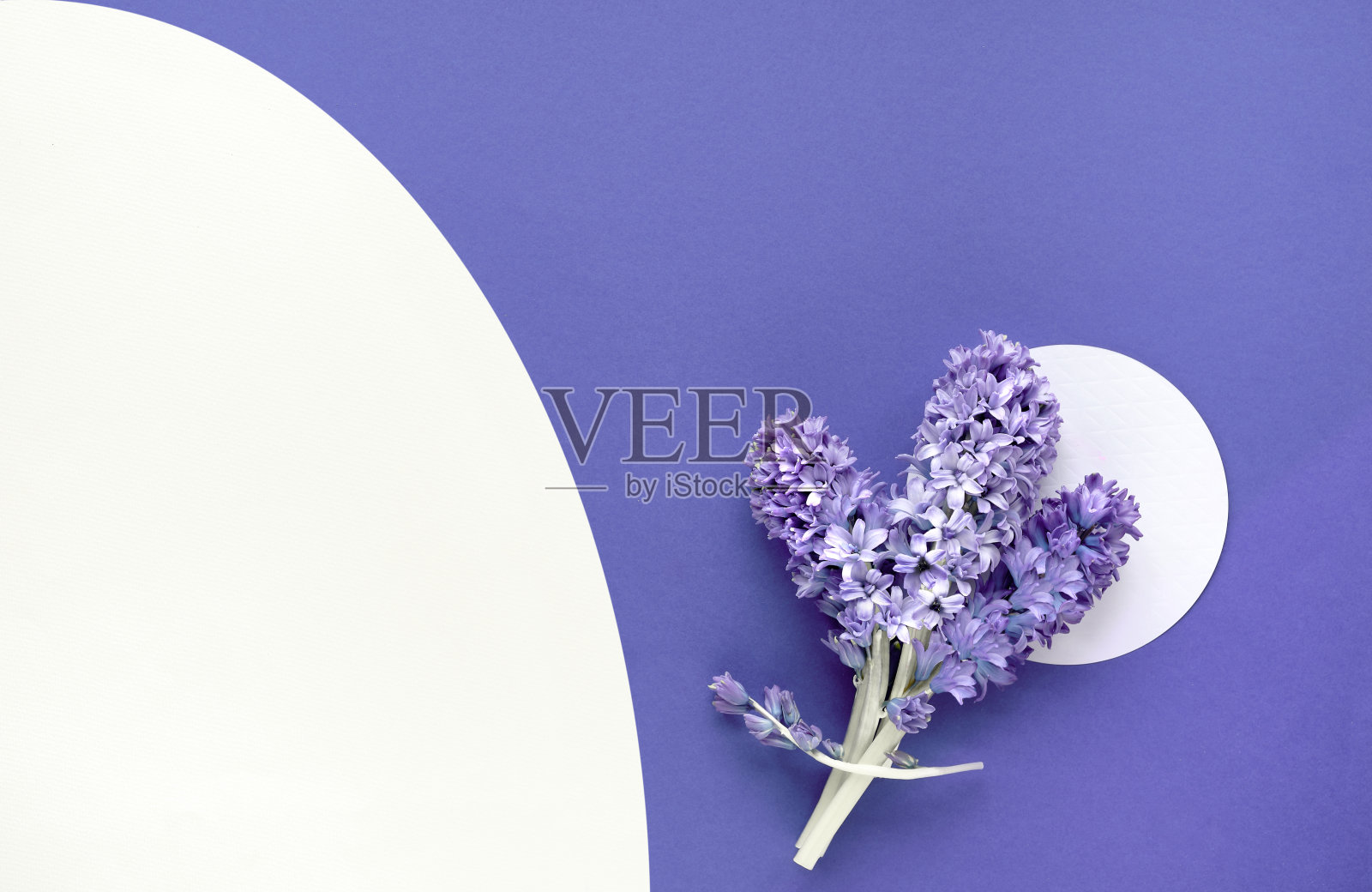 紫色非常近单色纸背景与复制空间。简单的冬季布置用纸圈，风信子花和糖雪。平铺，俯视图照片摄影图片