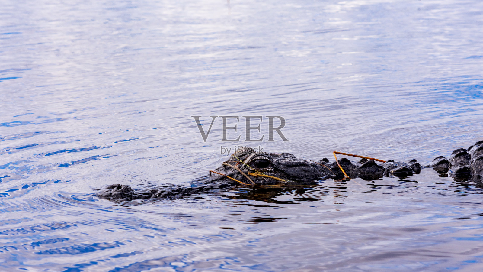 佛罗里达大沼泽地的美洲鳄照片摄影图片