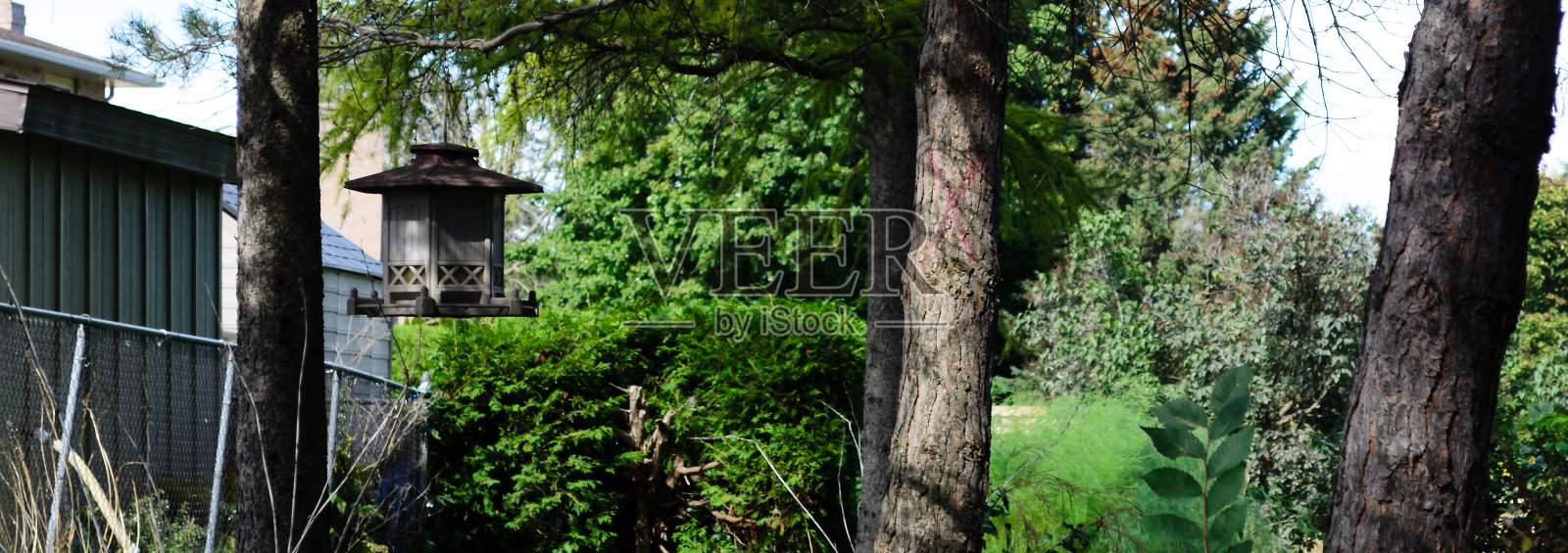 后院喂鸟器在树。照片摄影图片