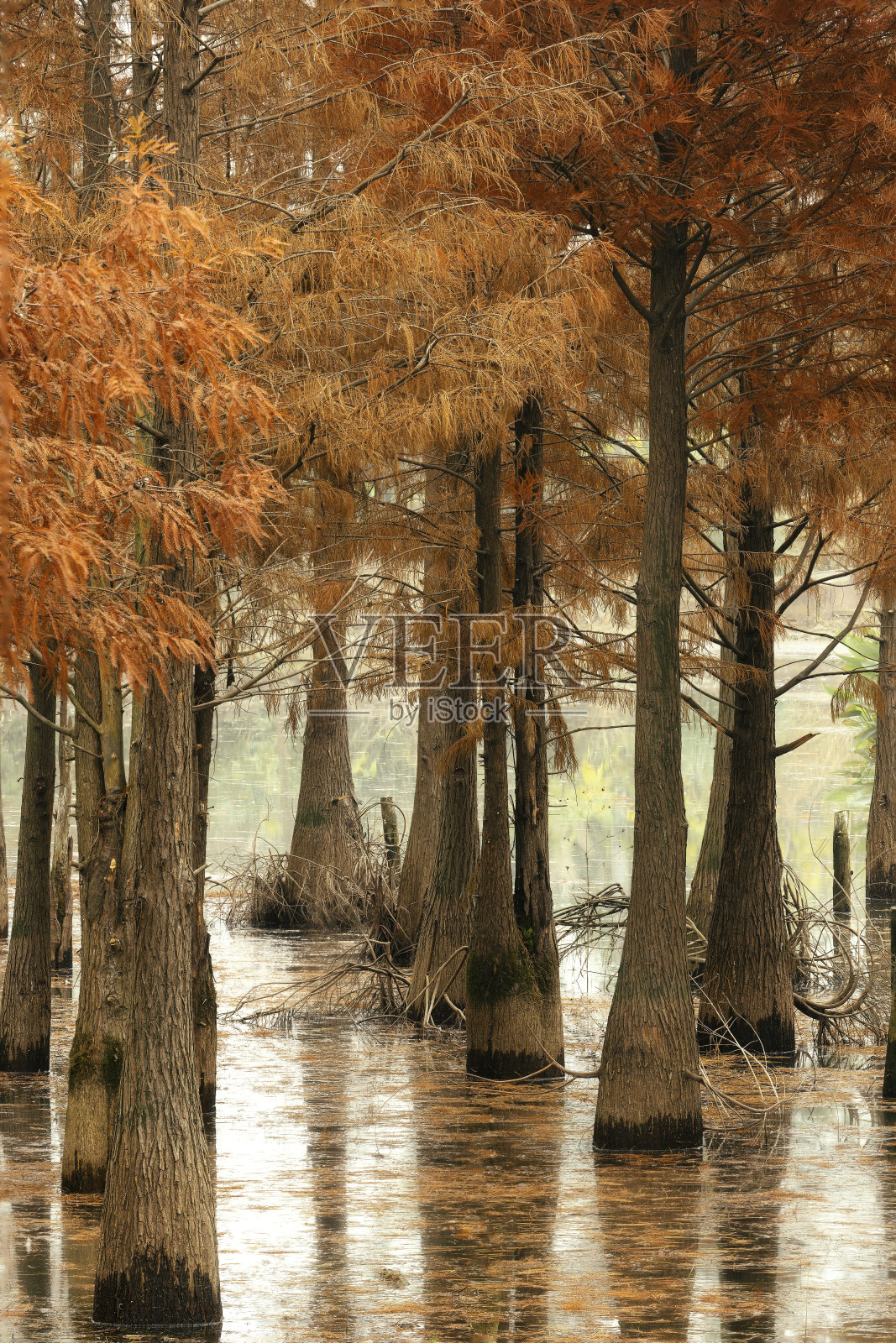 河滨红色水杉照片摄影图片