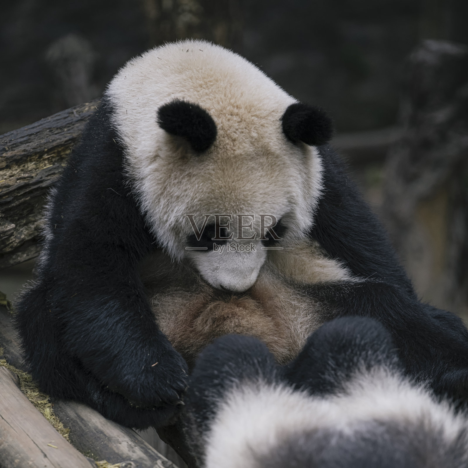 成都熊猫照片摄影图片