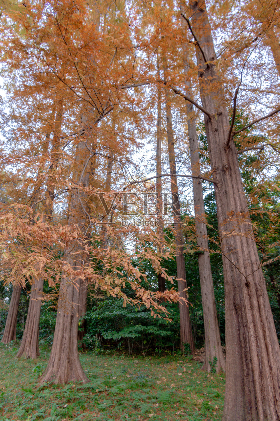 东京新宿的一个大型公园里的秋景。照片摄影图片