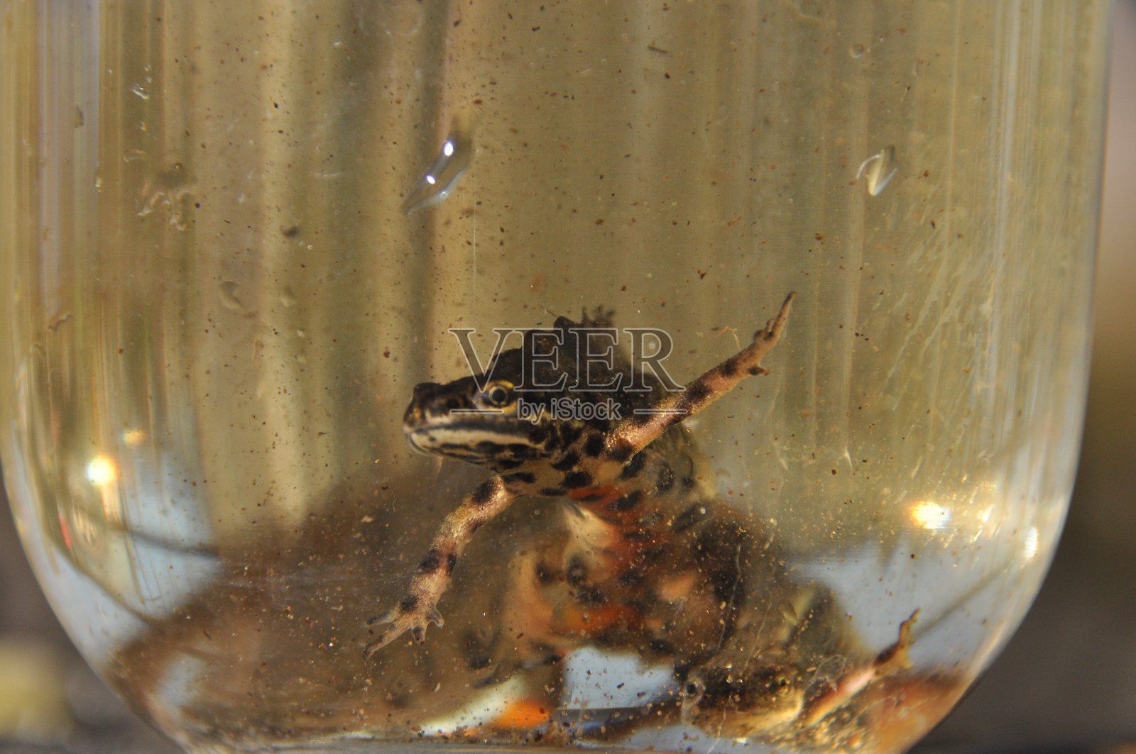 纽茨被困在一个罐子里。有尾两栖动物的观察。在淡水中游泳。照片摄影图片