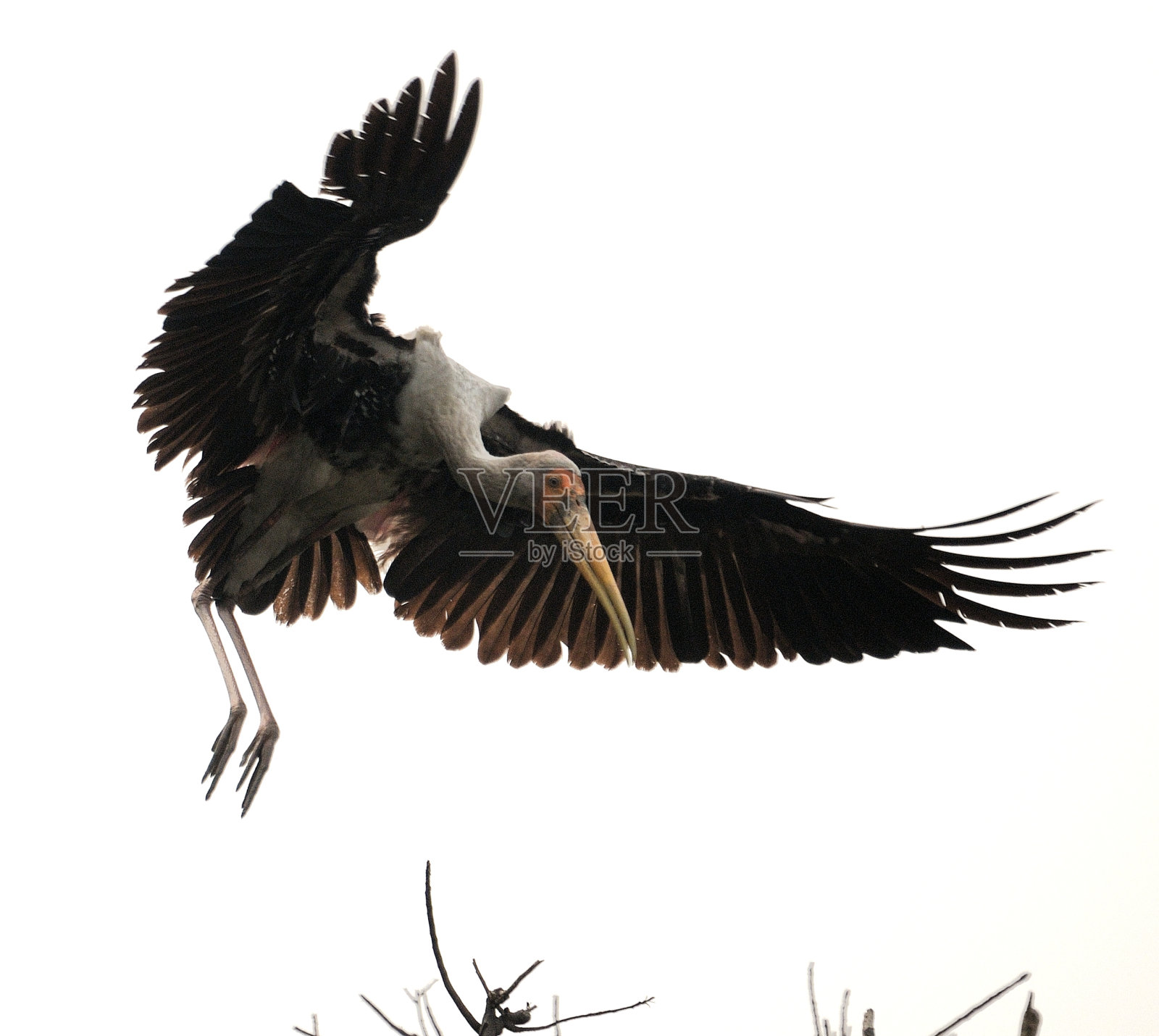 画鹤照片摄影图片