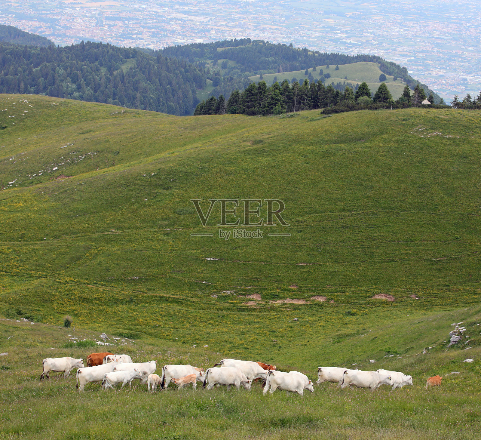 在山坡草地上吃草的白色和棕色奶牛照片摄影图片