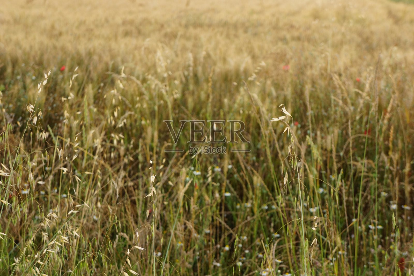 麦田照片摄影图片