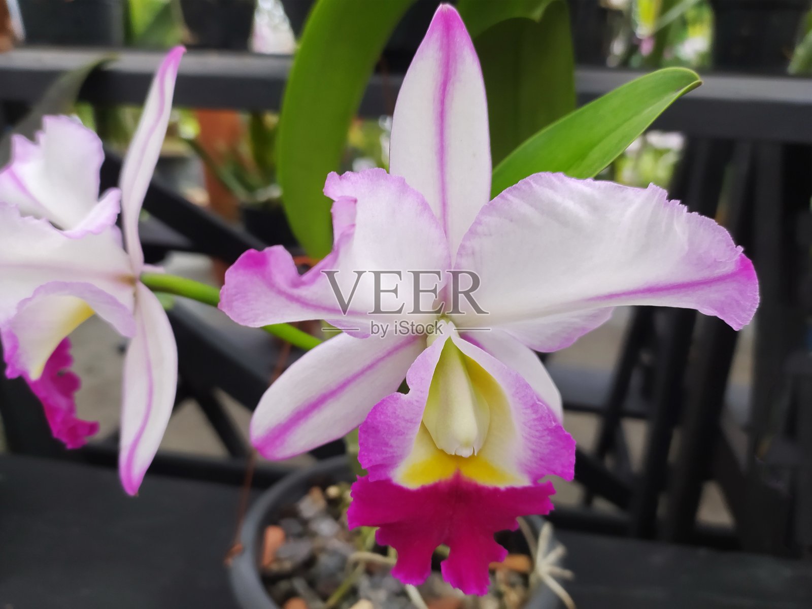 兰花照片摄影图片