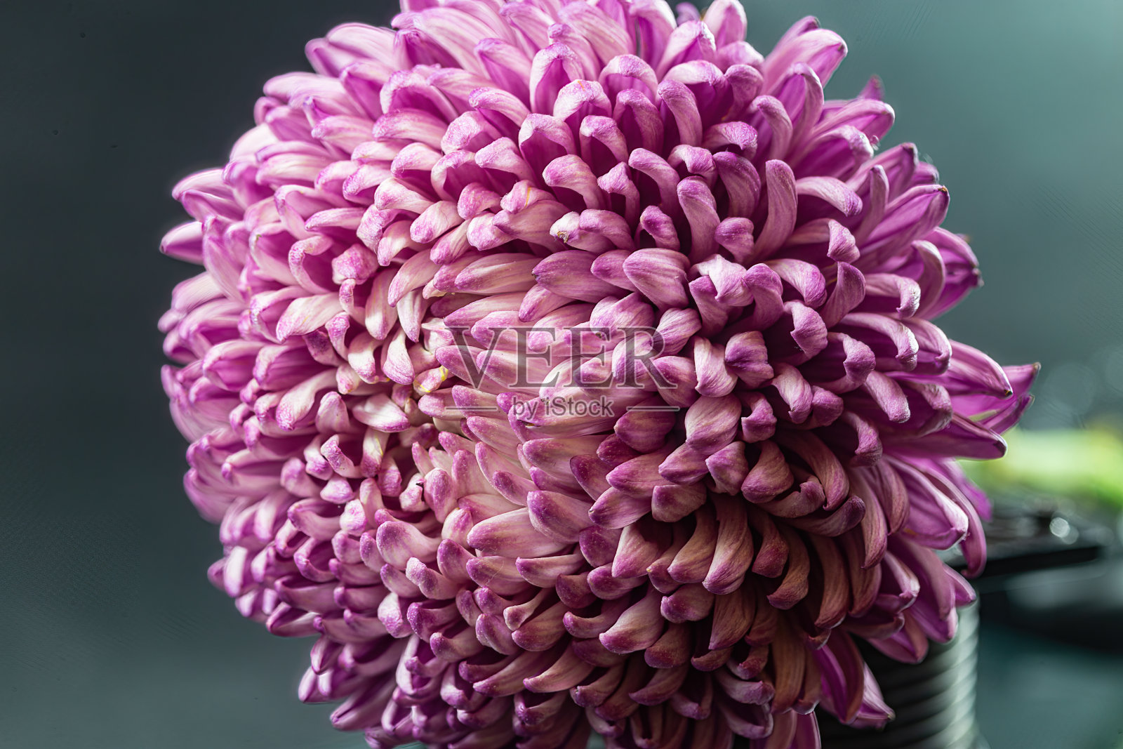 孤独的紫色菊花近距离在一个黑色的背景照片摄影图片