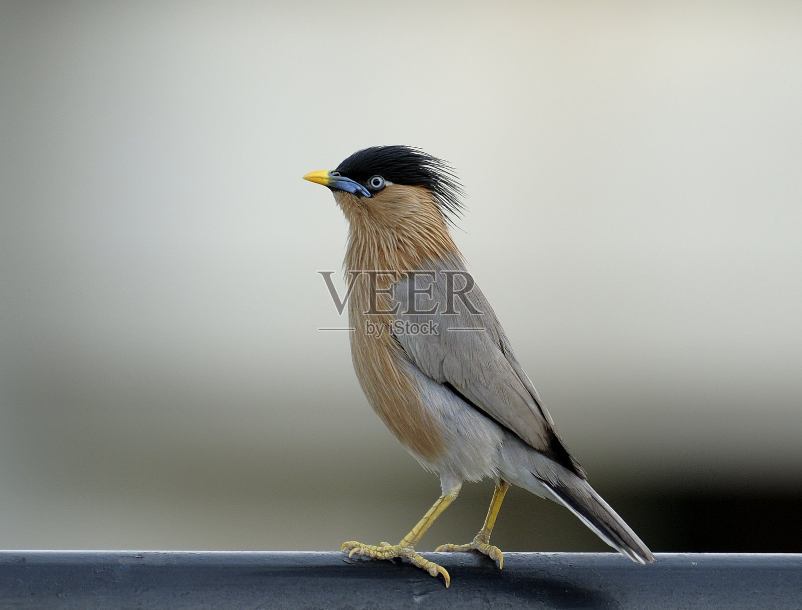 栗燕八哥照片摄影图片