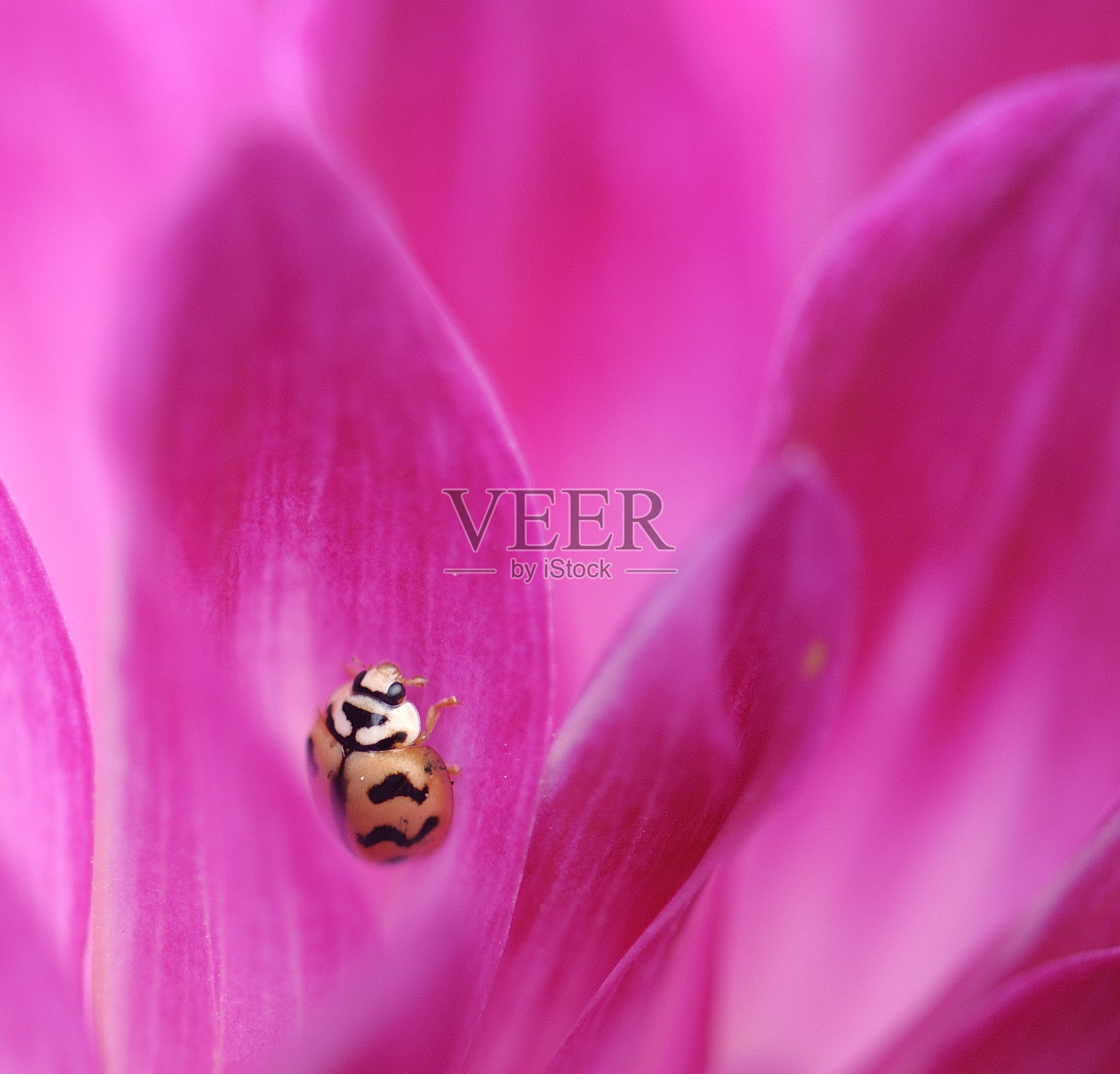 花照片摄影图片