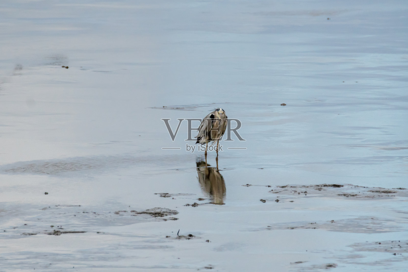 日本海滩上的白鹭照片摄影图片
