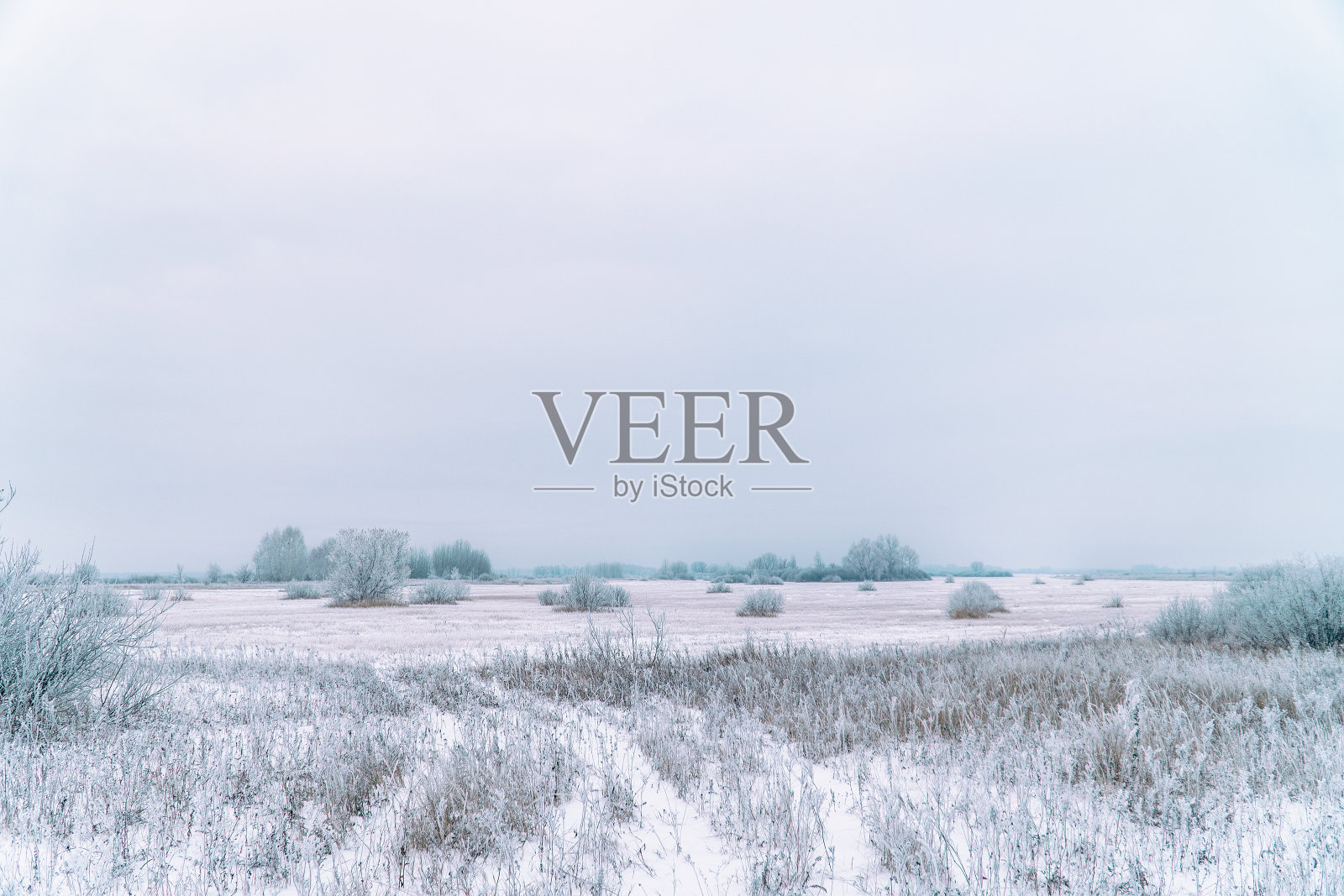 在白雪和神奇的霜冻中，杂草丛生，灌木丛，树木和草地照片摄影图片