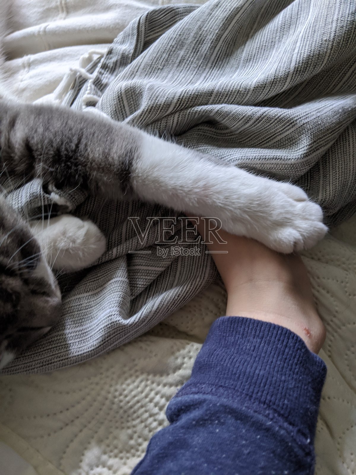 睡觉的猫照片摄影图片