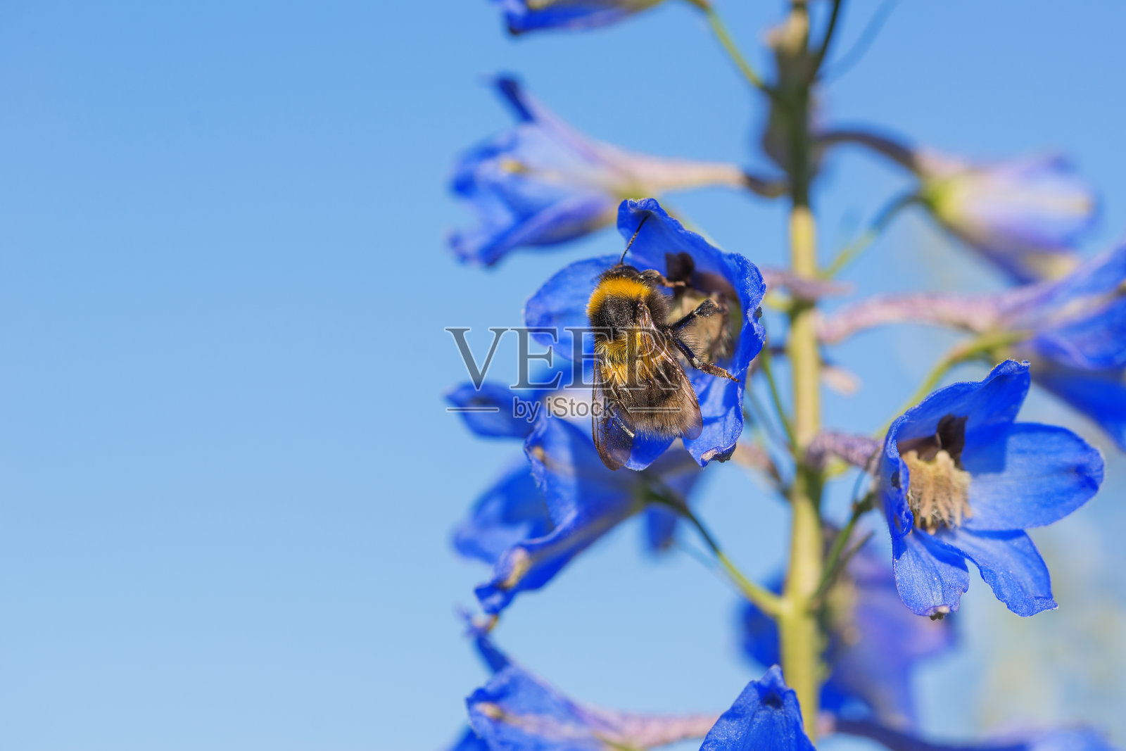 飞燕草蓝天上一只大黄蜂的特写照片摄影图片