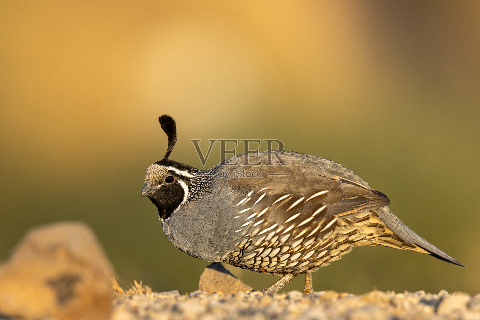不同姿势和地形的雄性加利福尼亚鹌鹑照片摄影图片