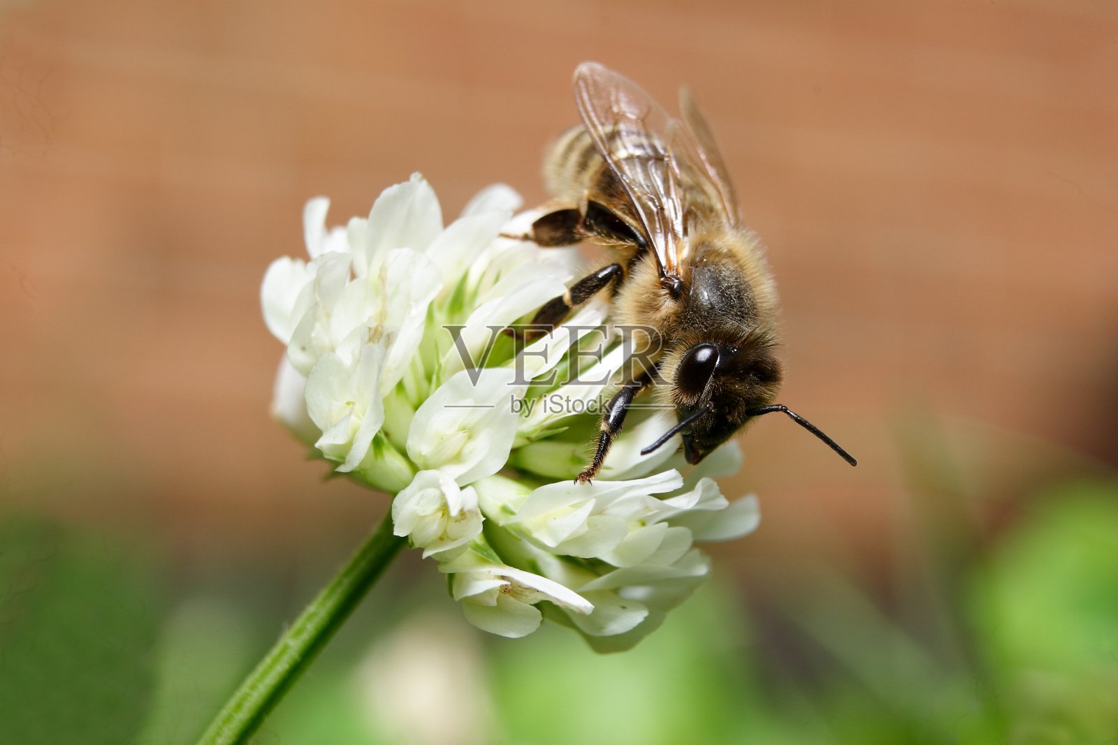 蜜蜂。照片摄影图片