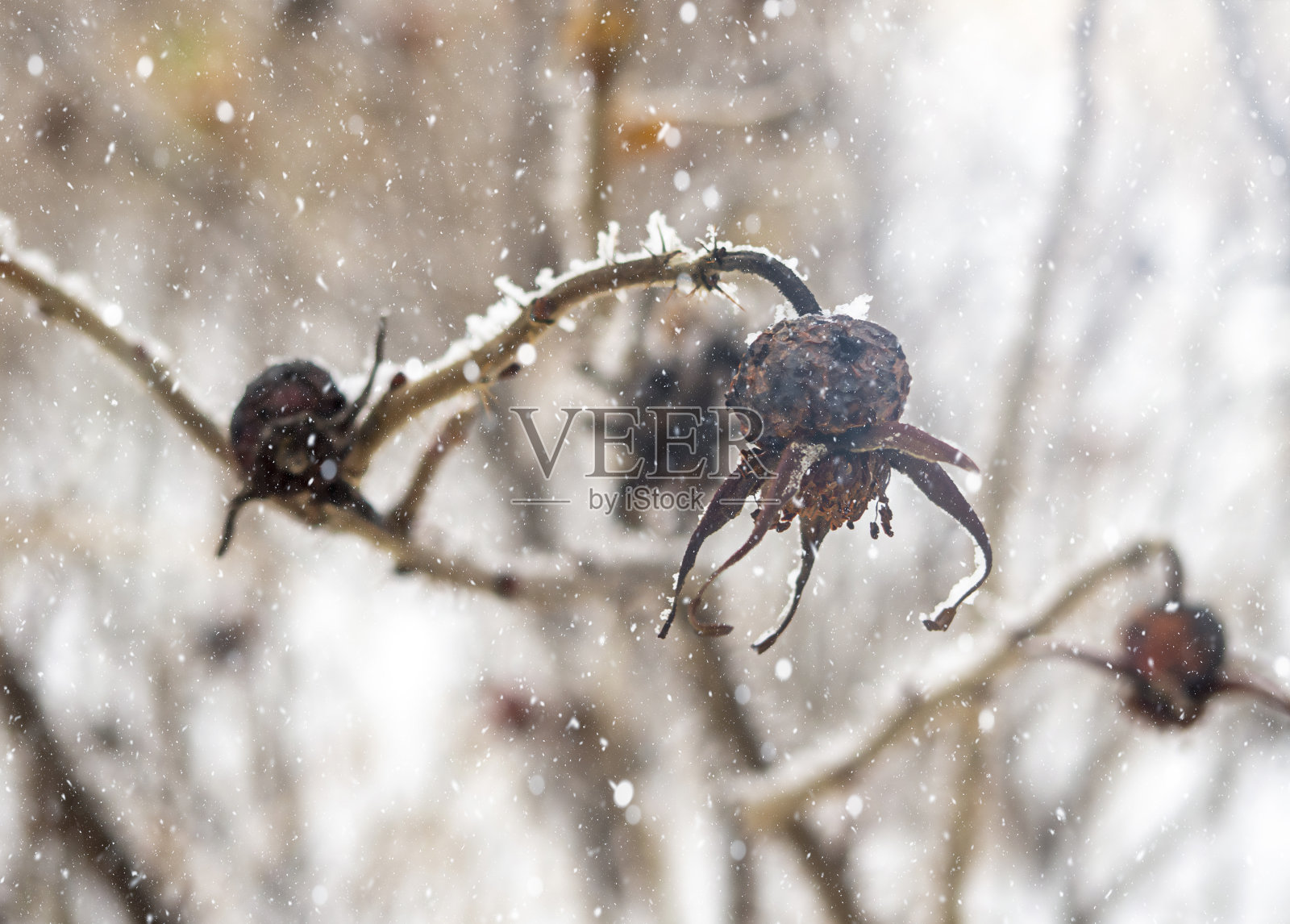 冬天被雪覆盖的干燥植物。照片摄影图片