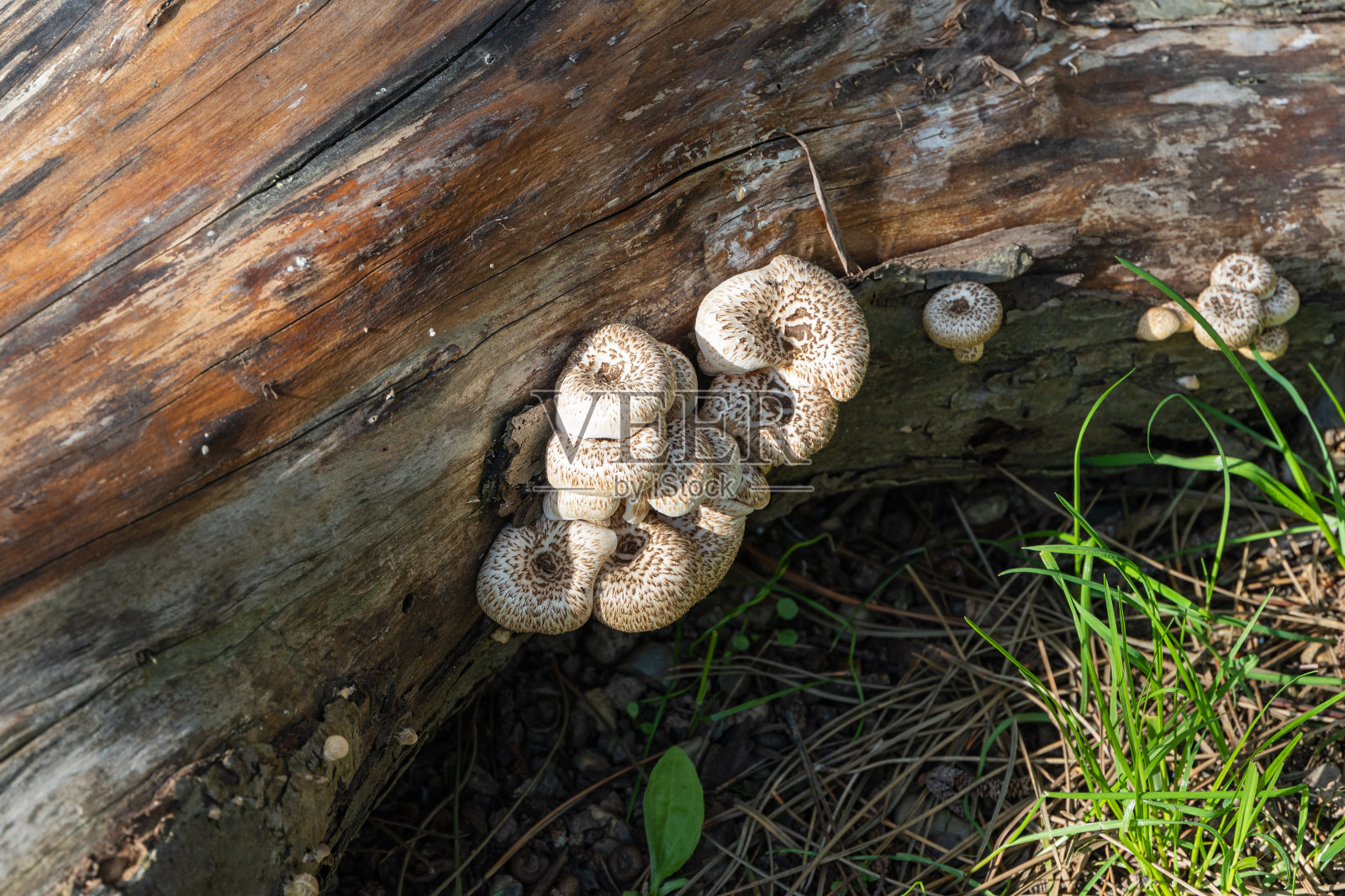 老苹果树锯干上的老虎香菇。模糊的背景。有选择性的重点。多孔菌科具有棕色帽的牛肝菌。天然菜园中的食用蘑菇。照片摄影图片