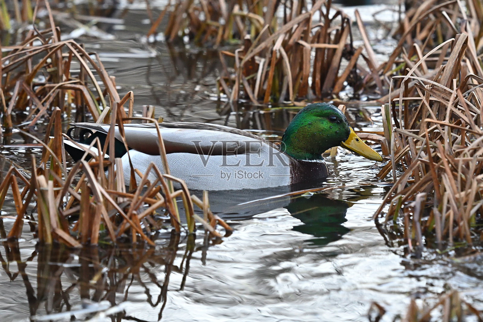 野鸭在芦苇照片摄影图片