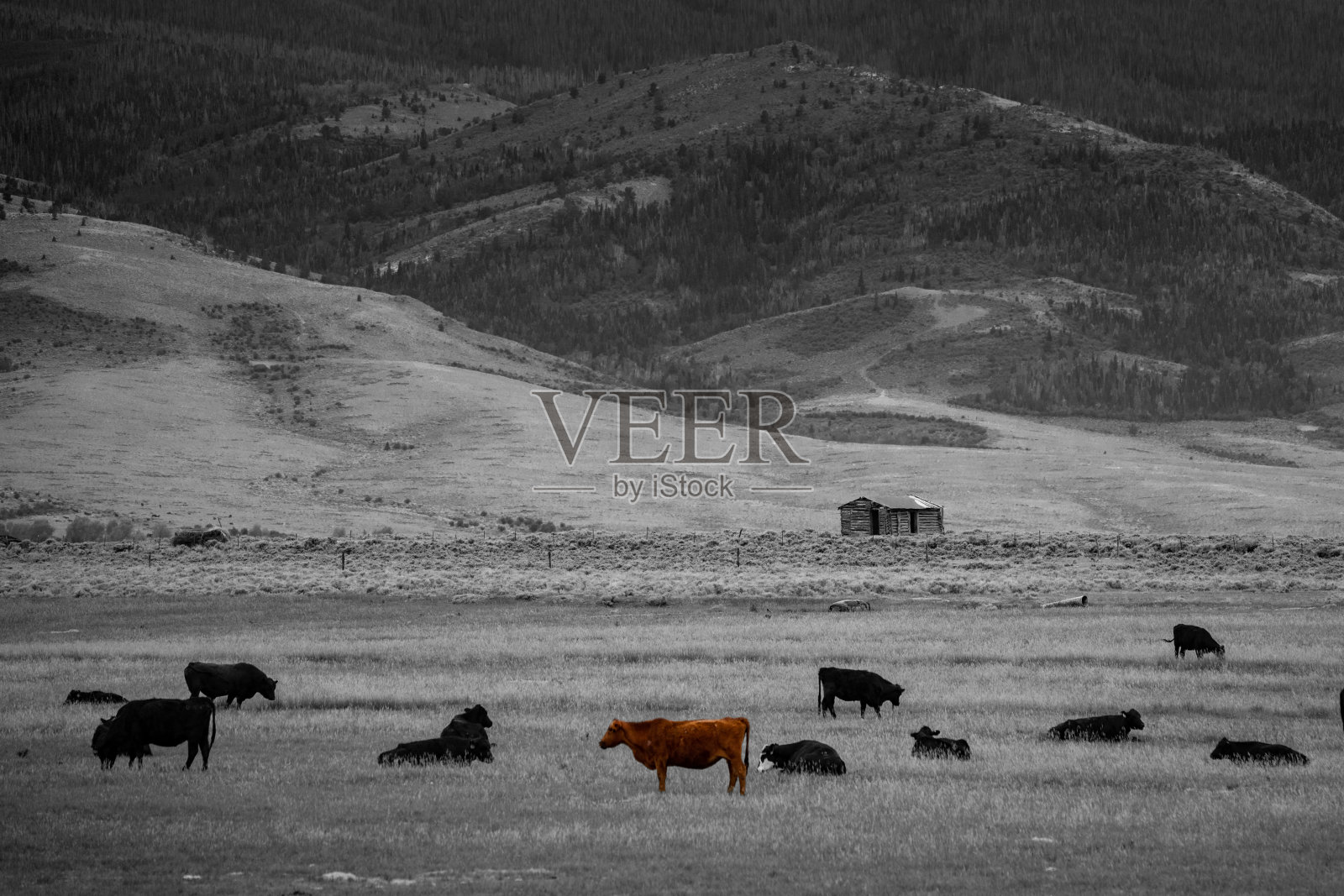 从怀俄明州东部看科罗拉多的落基山脉(黑白)照片摄影图片