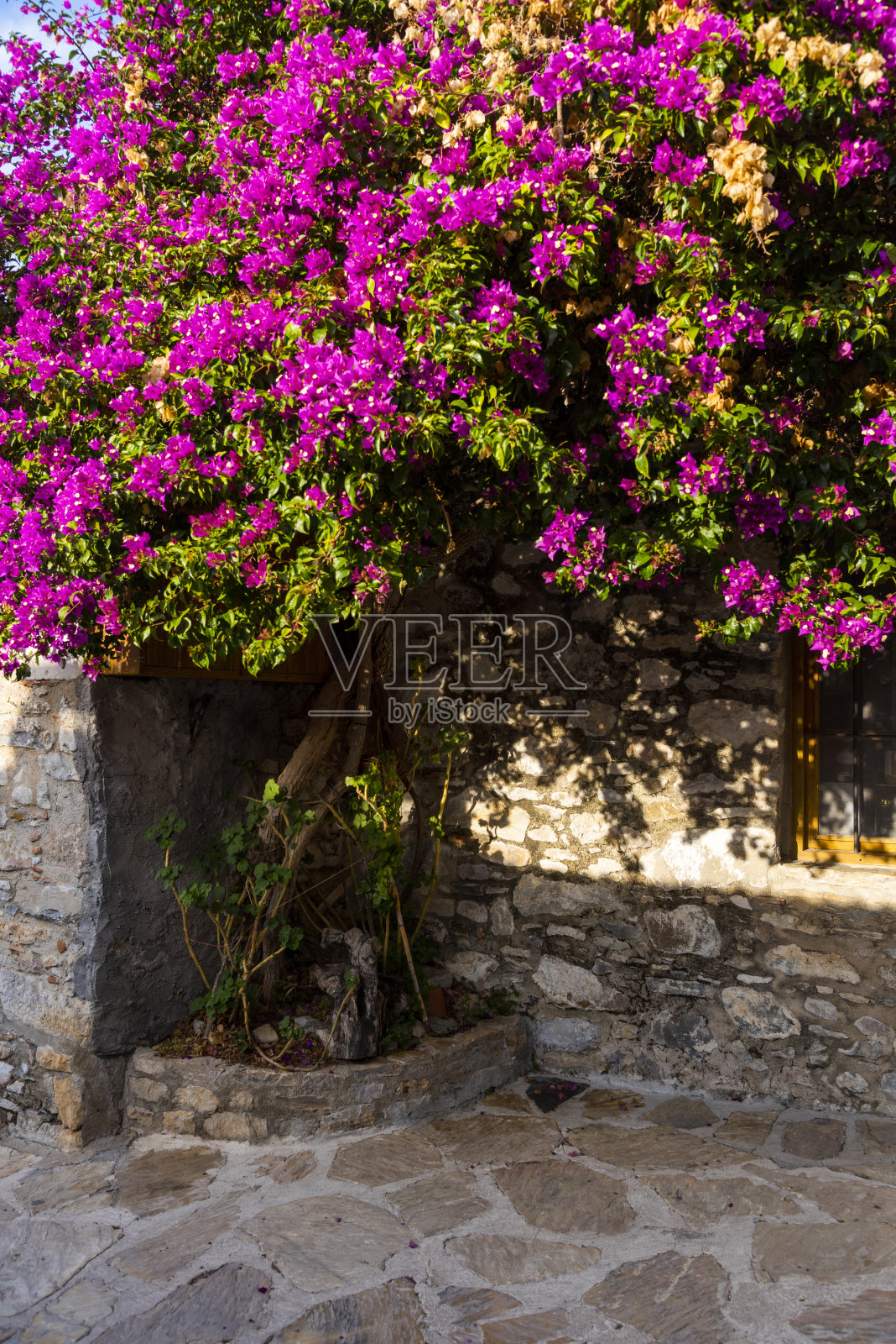 粉红色的九重葛在街上照片摄影图片