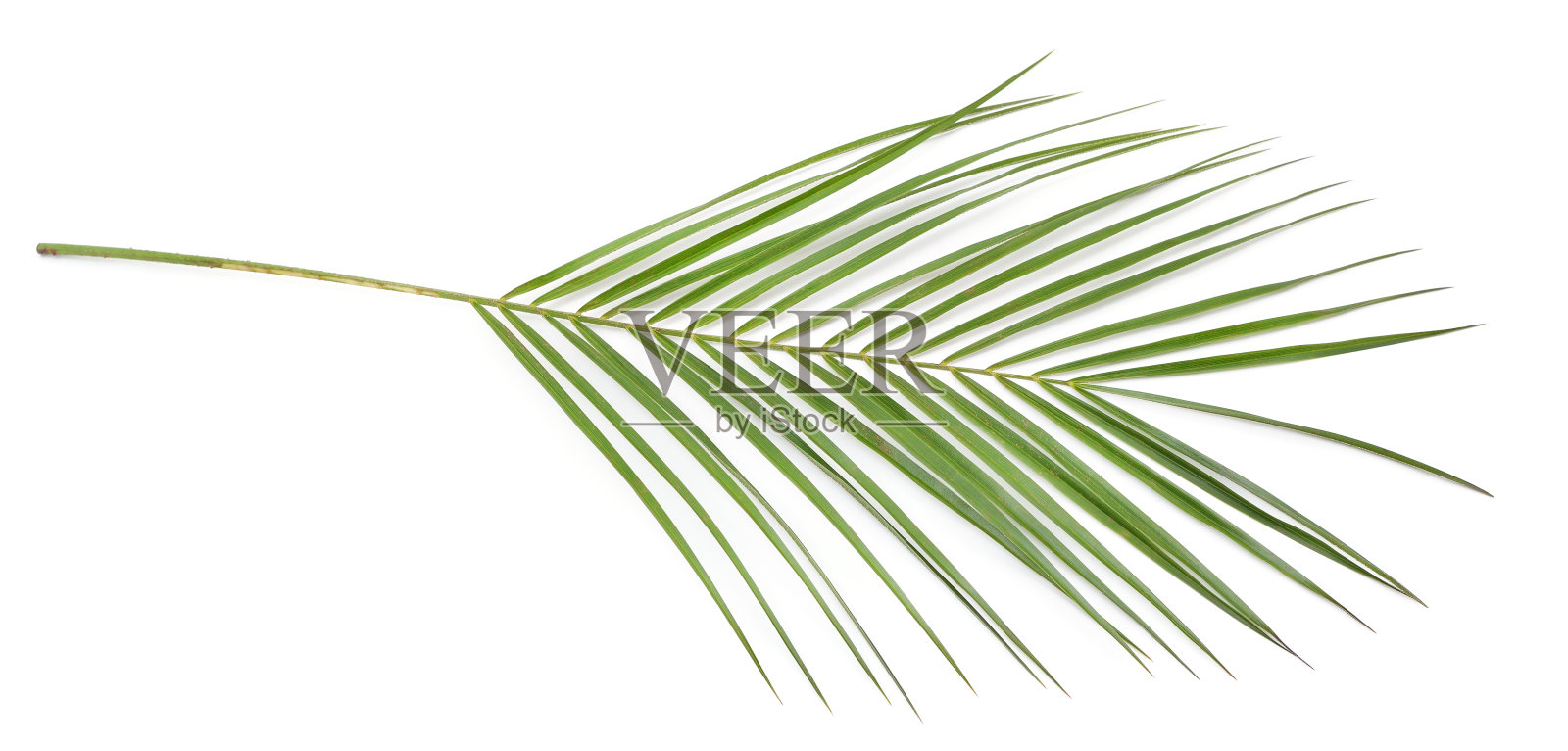 一片蕨叶。照片摄影图片