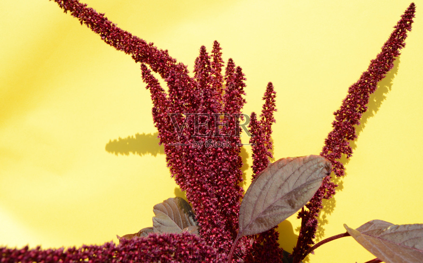 紫红色的叶子和花，黄色的背景，明亮的阳光和阴影照片摄影图片