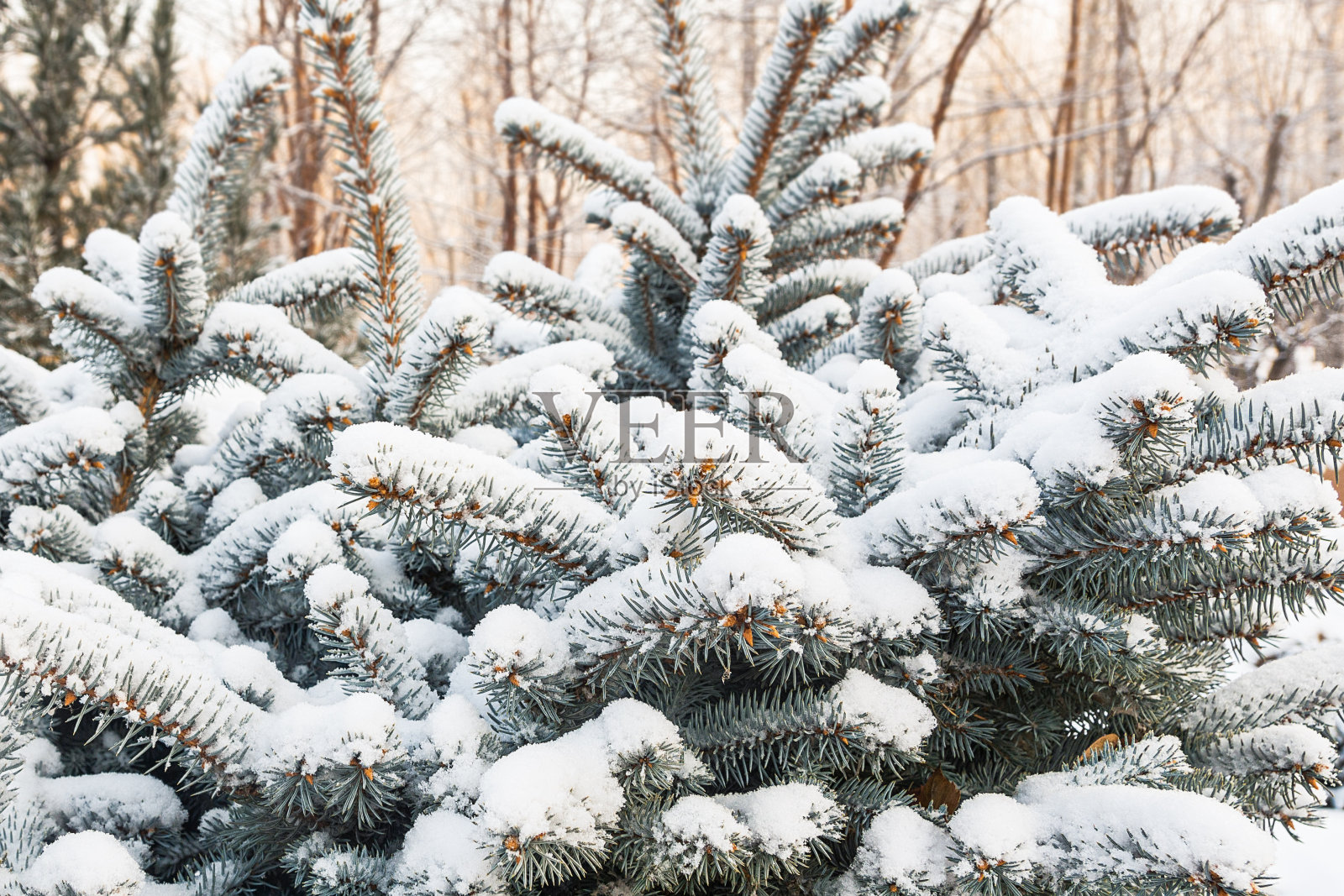 蓝色圣诞树上毛茸茸的树枝全被雪覆盖了照片摄影图片