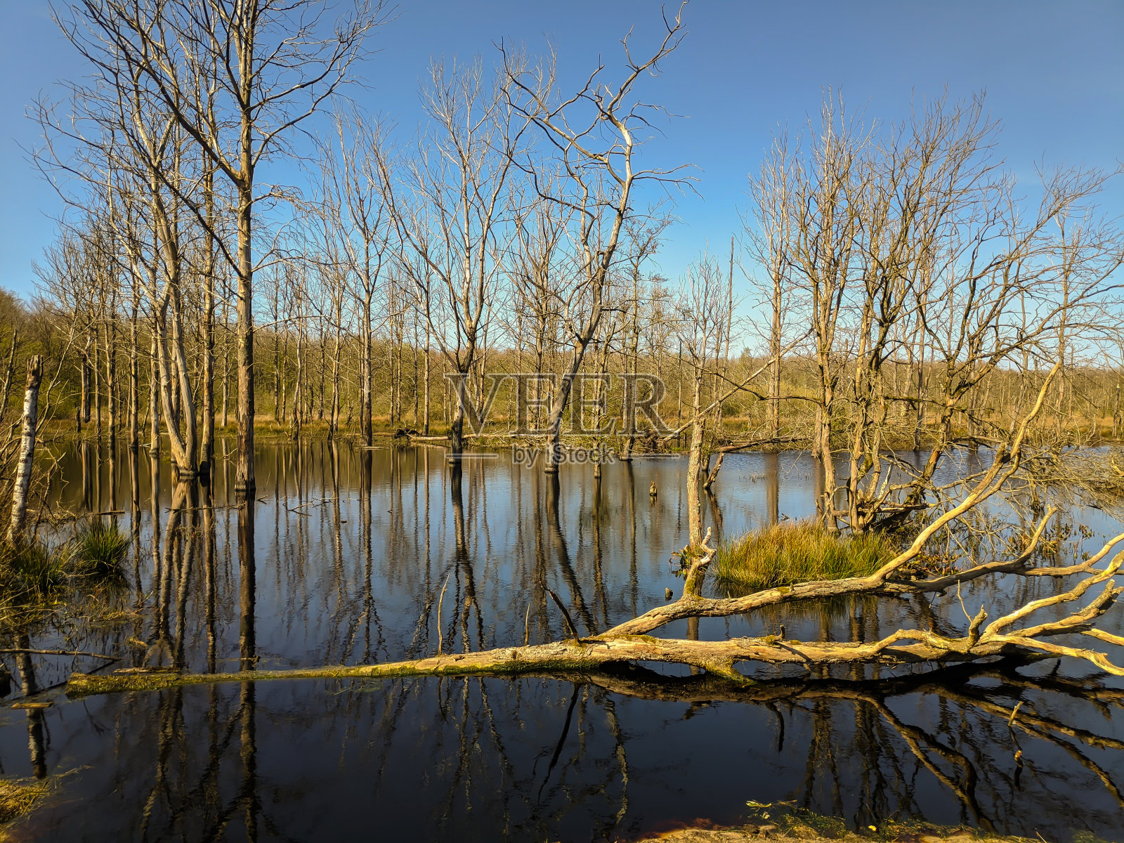 沼泽森林里的死树照片摄影图片