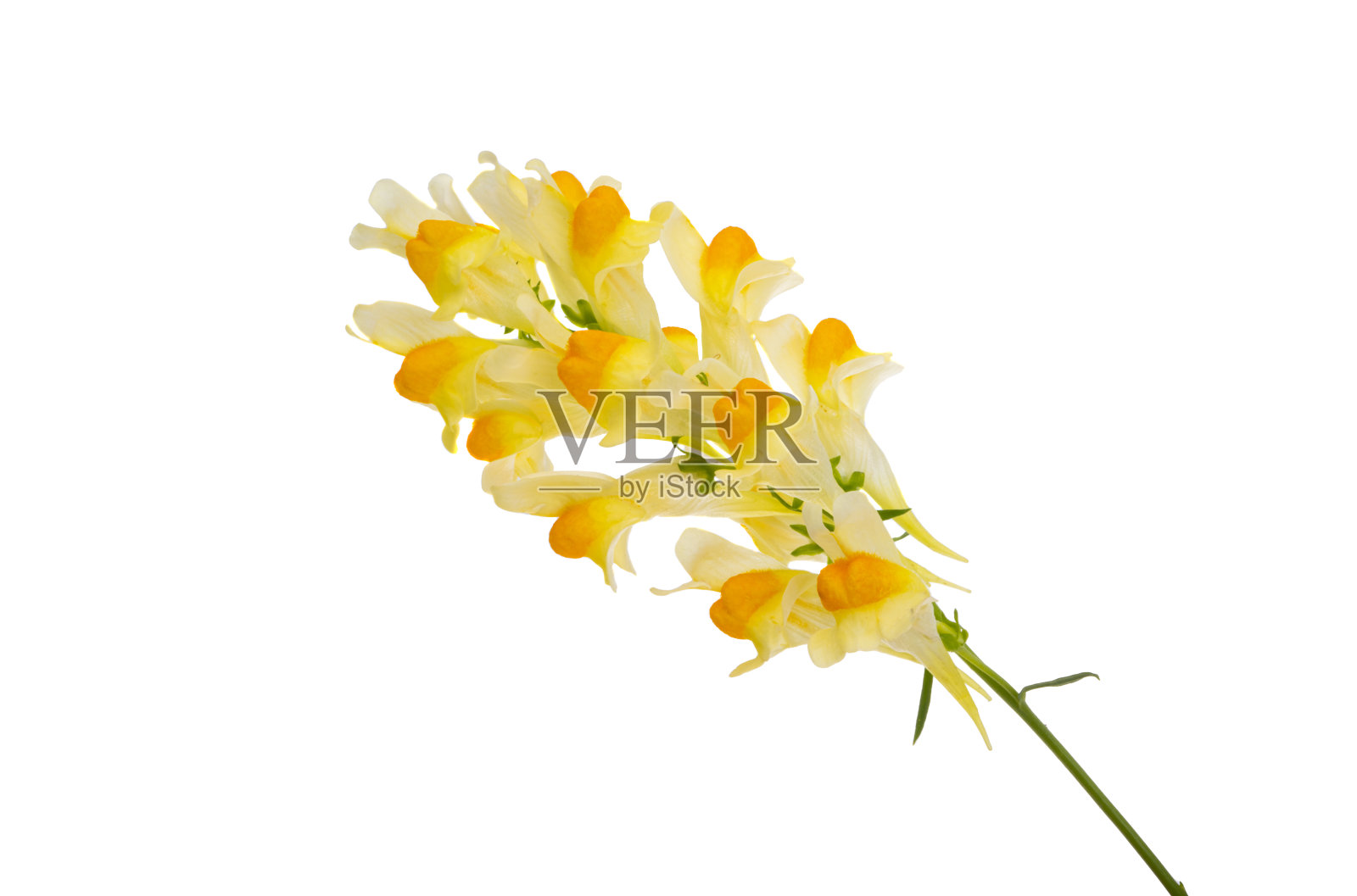 草甸snapdragon孤立照片摄影图片