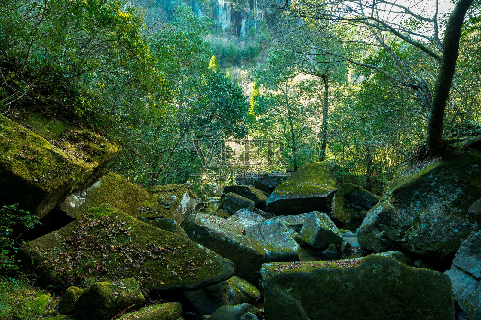 仙叶谷和宇冢谷的秋叶照片摄影图片