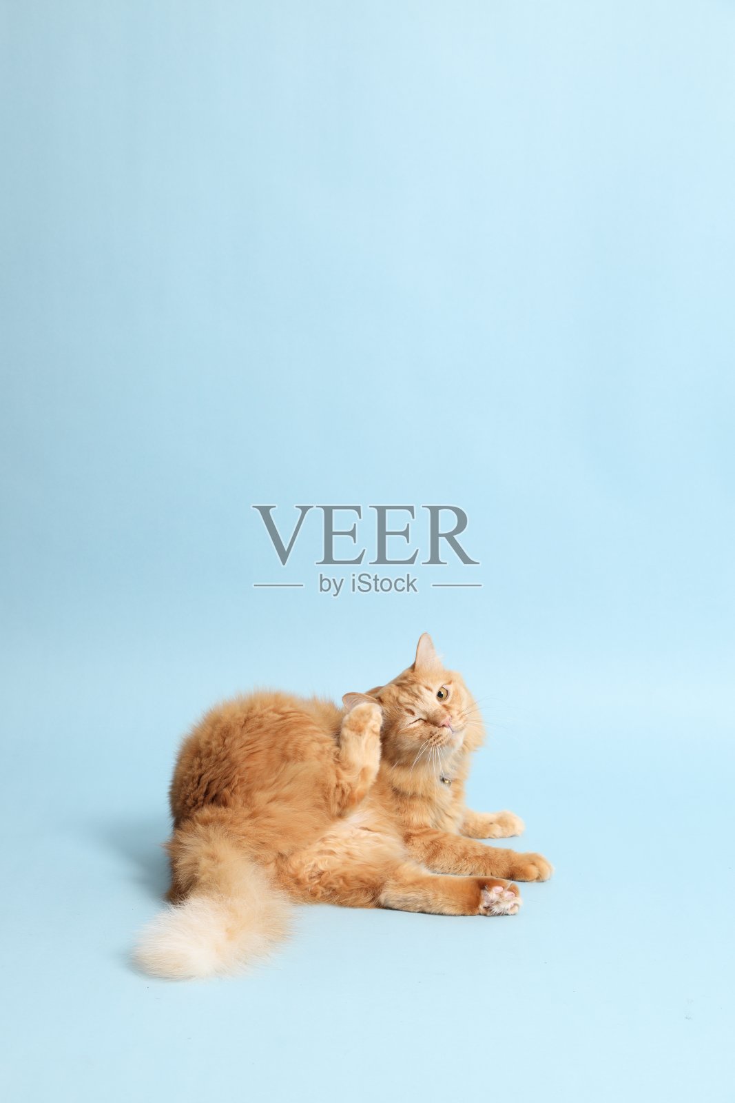 可爱的猫姜照片摄影图片