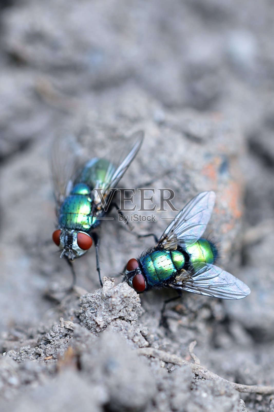 丝光绿蝇摄食时间照片摄影图片