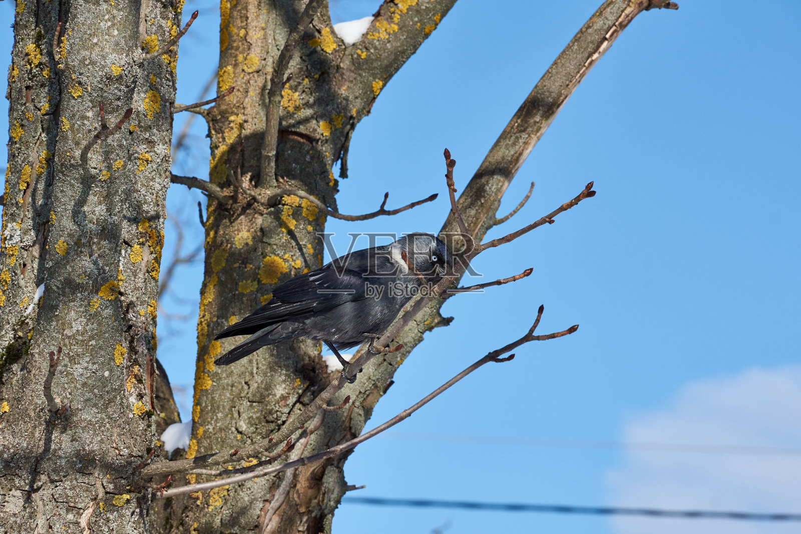 一只寒鸦正坐在栗子树枝上。冬天照片摄影图片