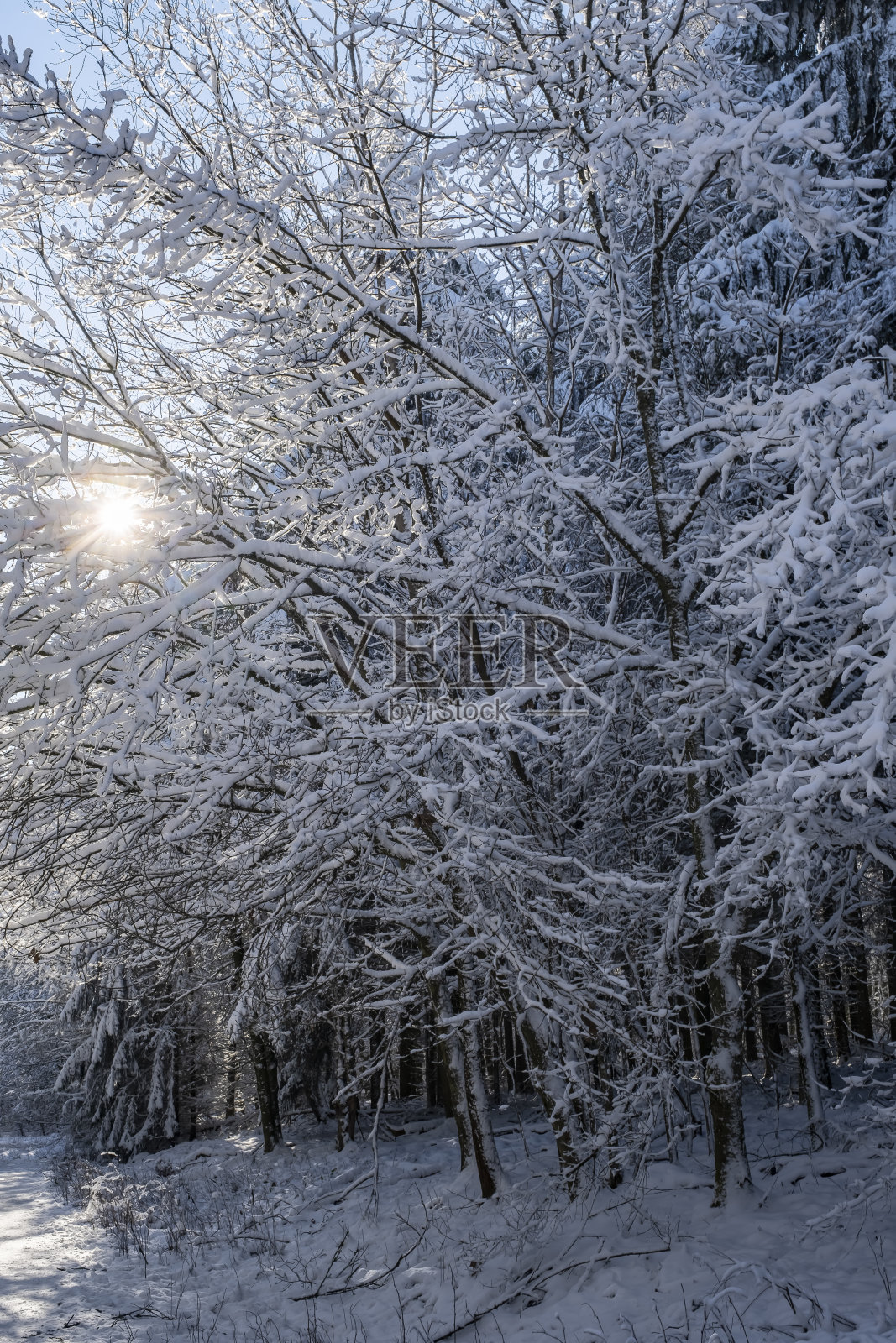 金牛座积雪覆盖的树木照片摄影图片