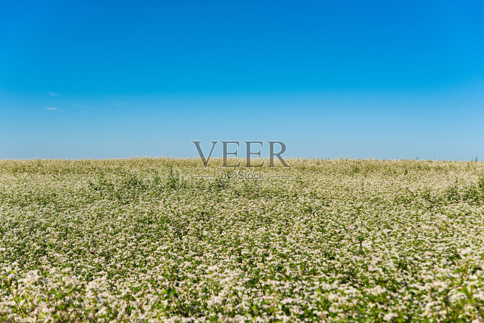 盛开的荞麦领域照片摄影图片