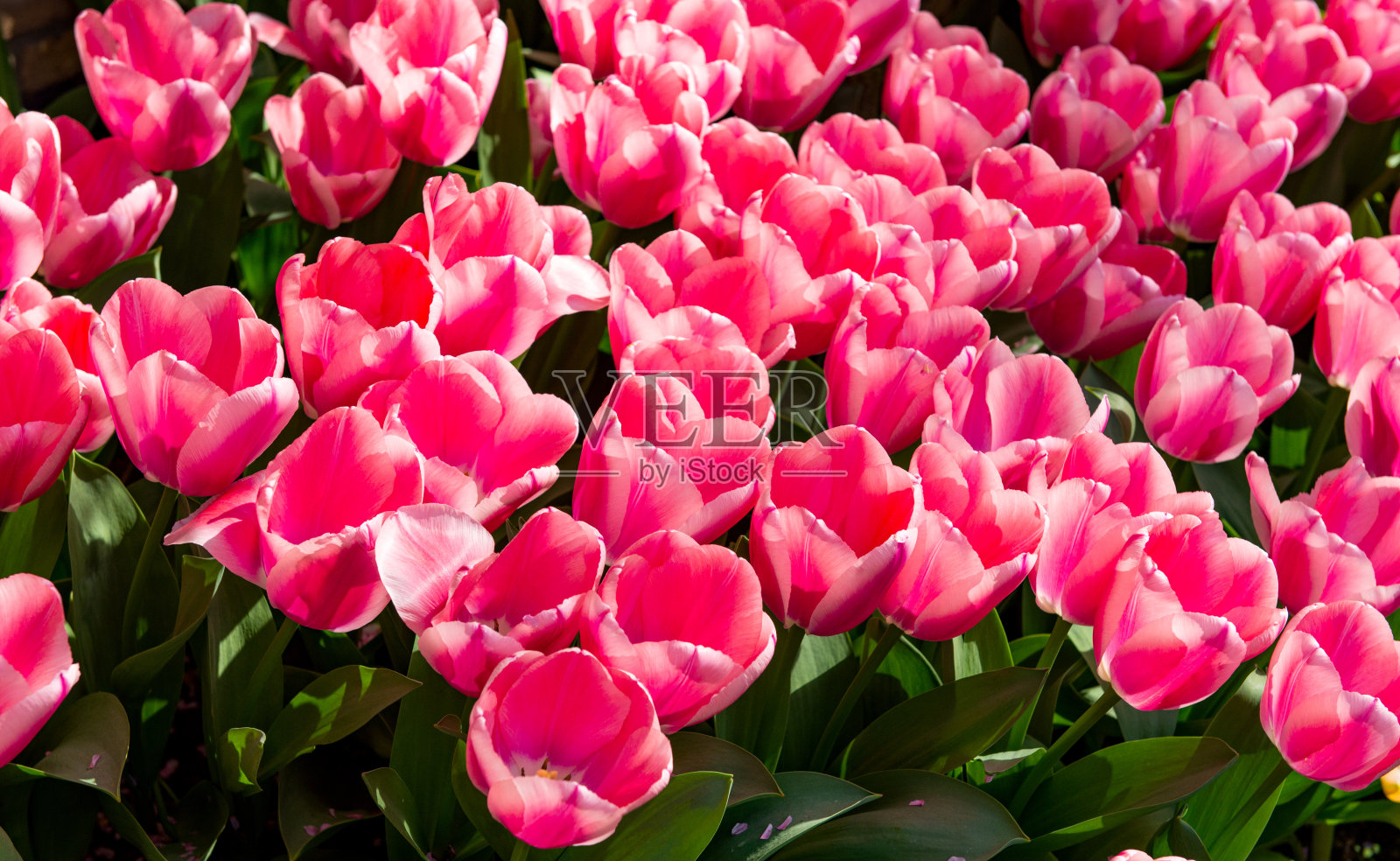 春天公园里美丽的荷兰郁金香照片摄影图片