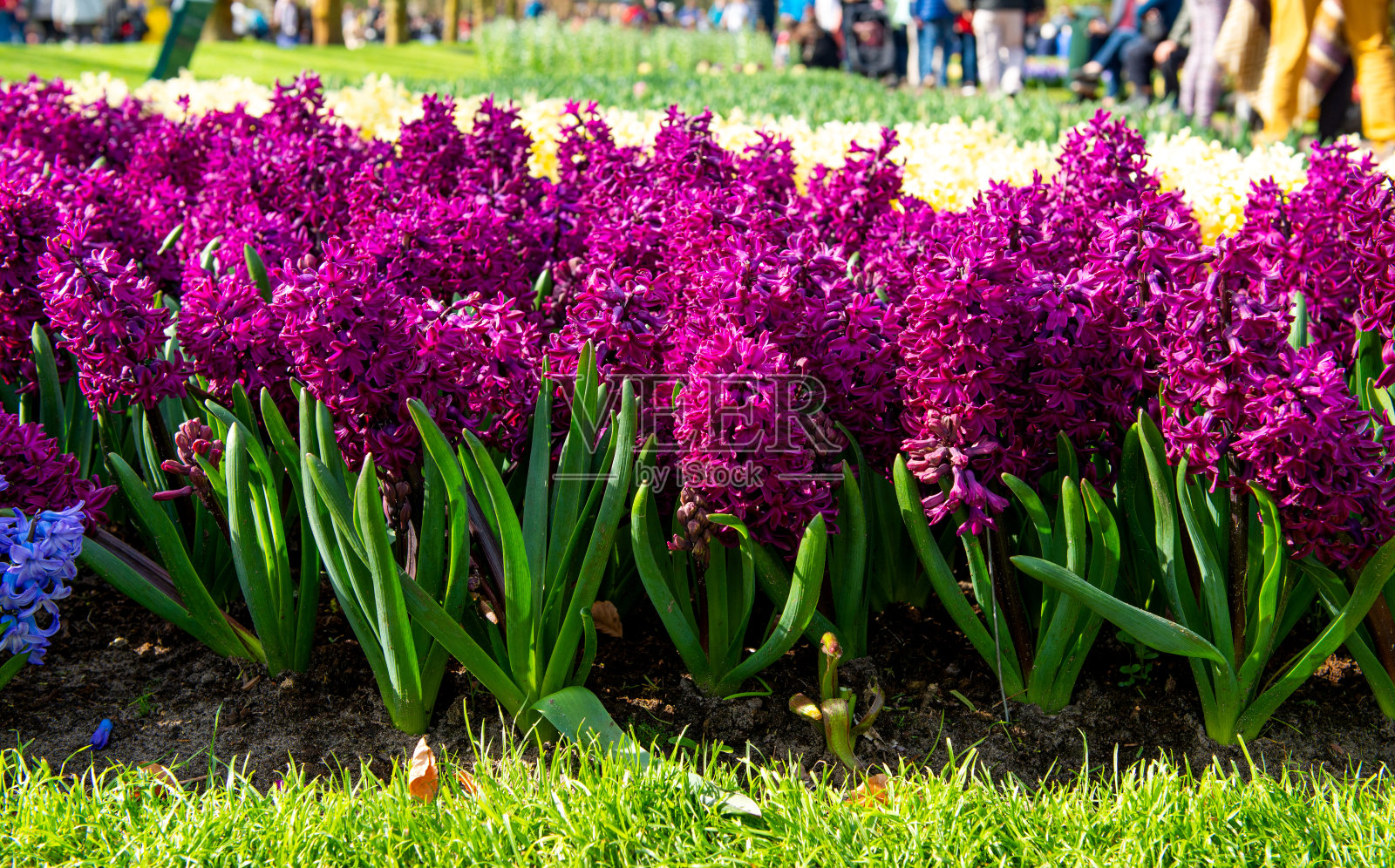 春天公园里的荷兰风信子照片摄影图片