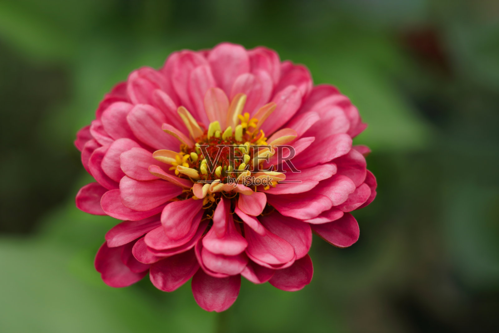 选择性聚焦在红色的花与模糊的背景。花园里的粉红非洲菊。盛开的粉红色非洲菊花在绿色的背景特写。副本的空间。美丽的盛开的红色雏菊花。照片摄影图片