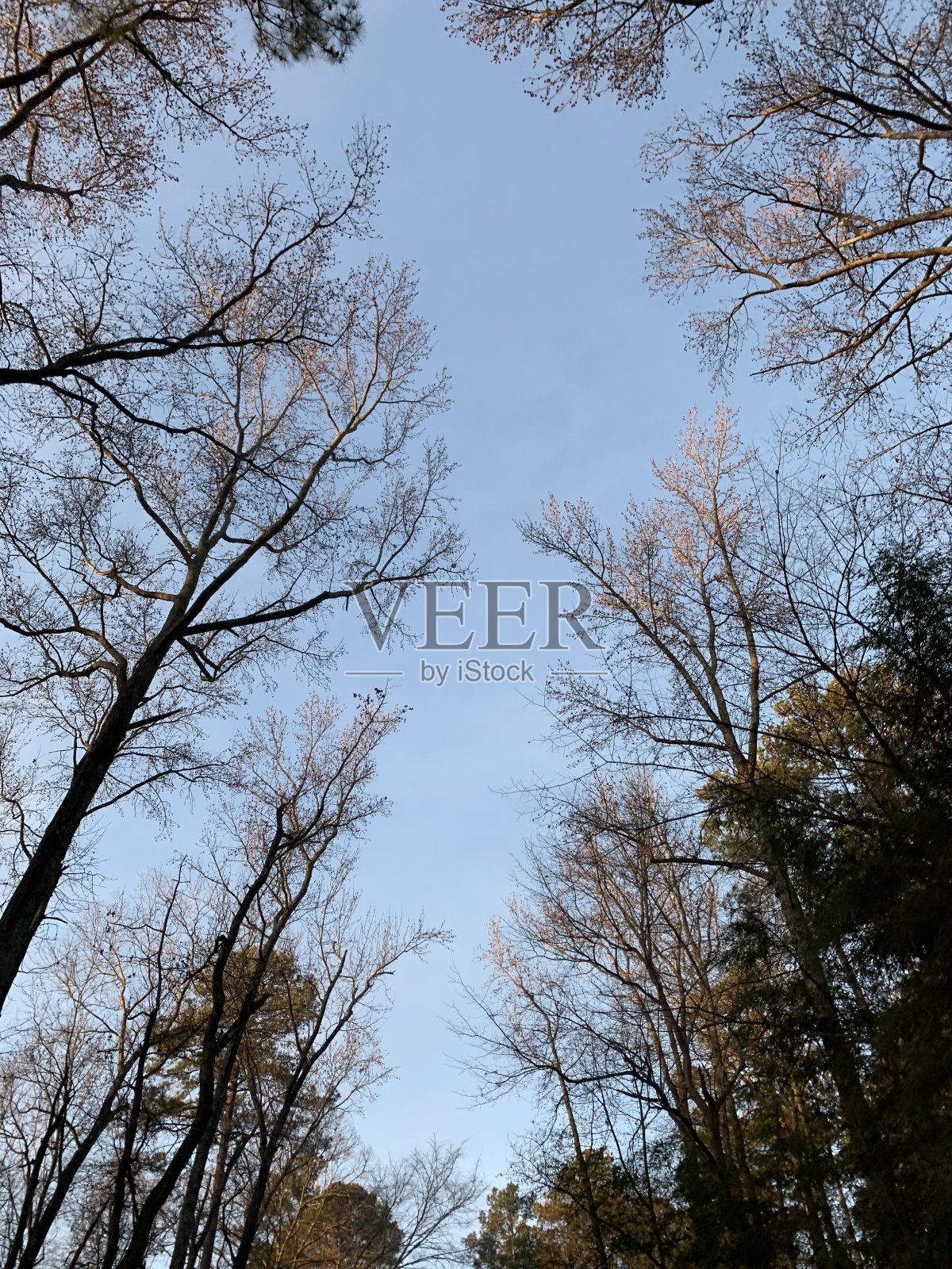 仰望天空照片摄影图片