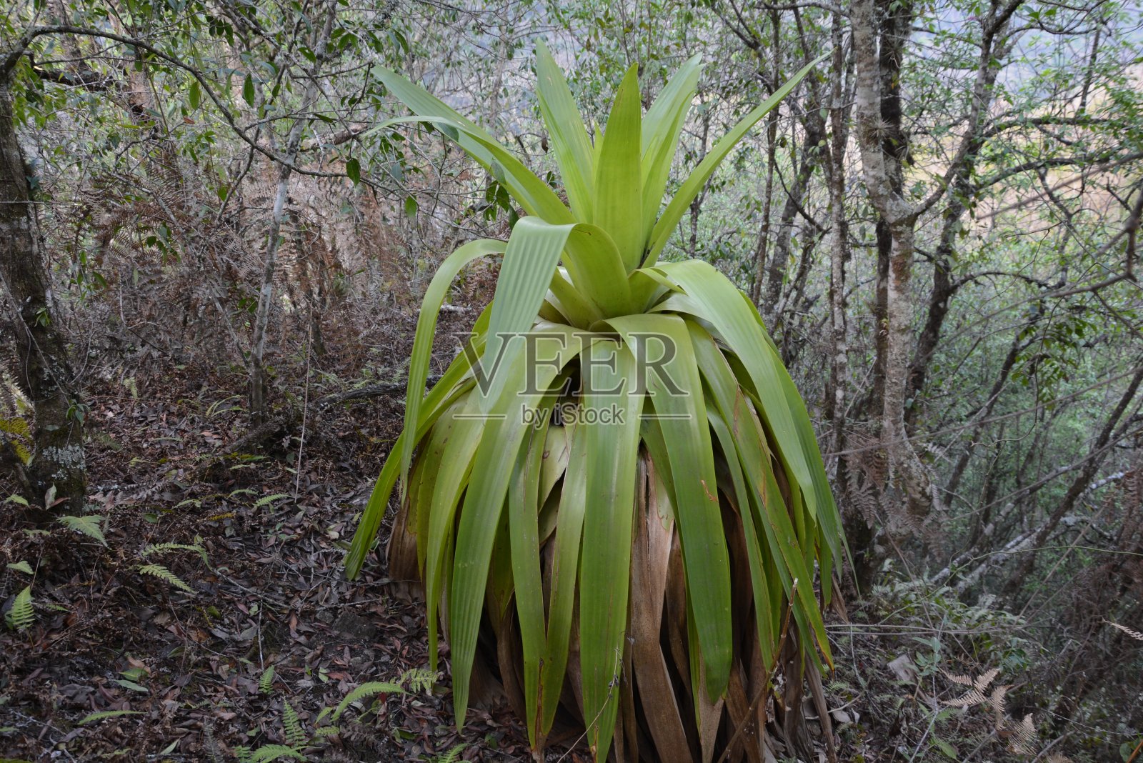 巨人Bromelia照片摄影图片