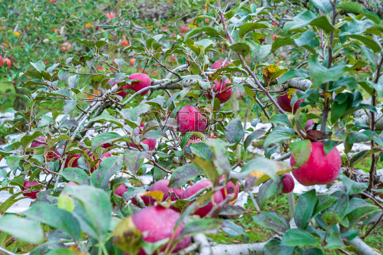 日本的苹果田照片摄影图片