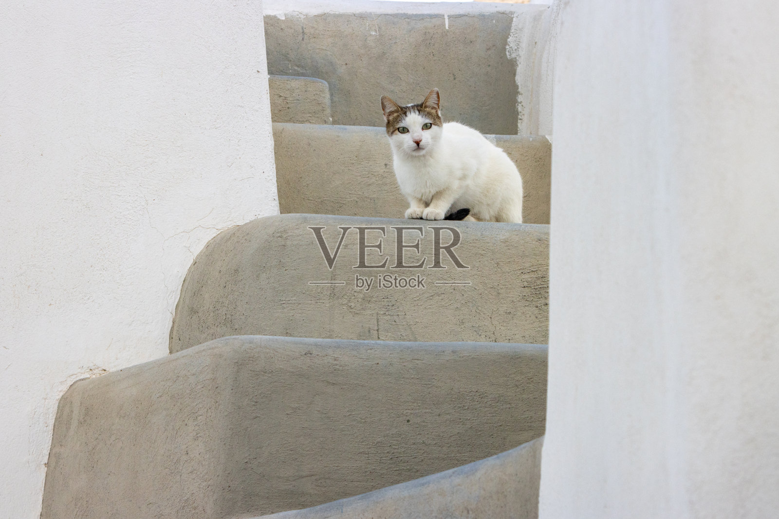 希腊南爱琴海群岛圣托里尼岛上的家猫照片摄影图片