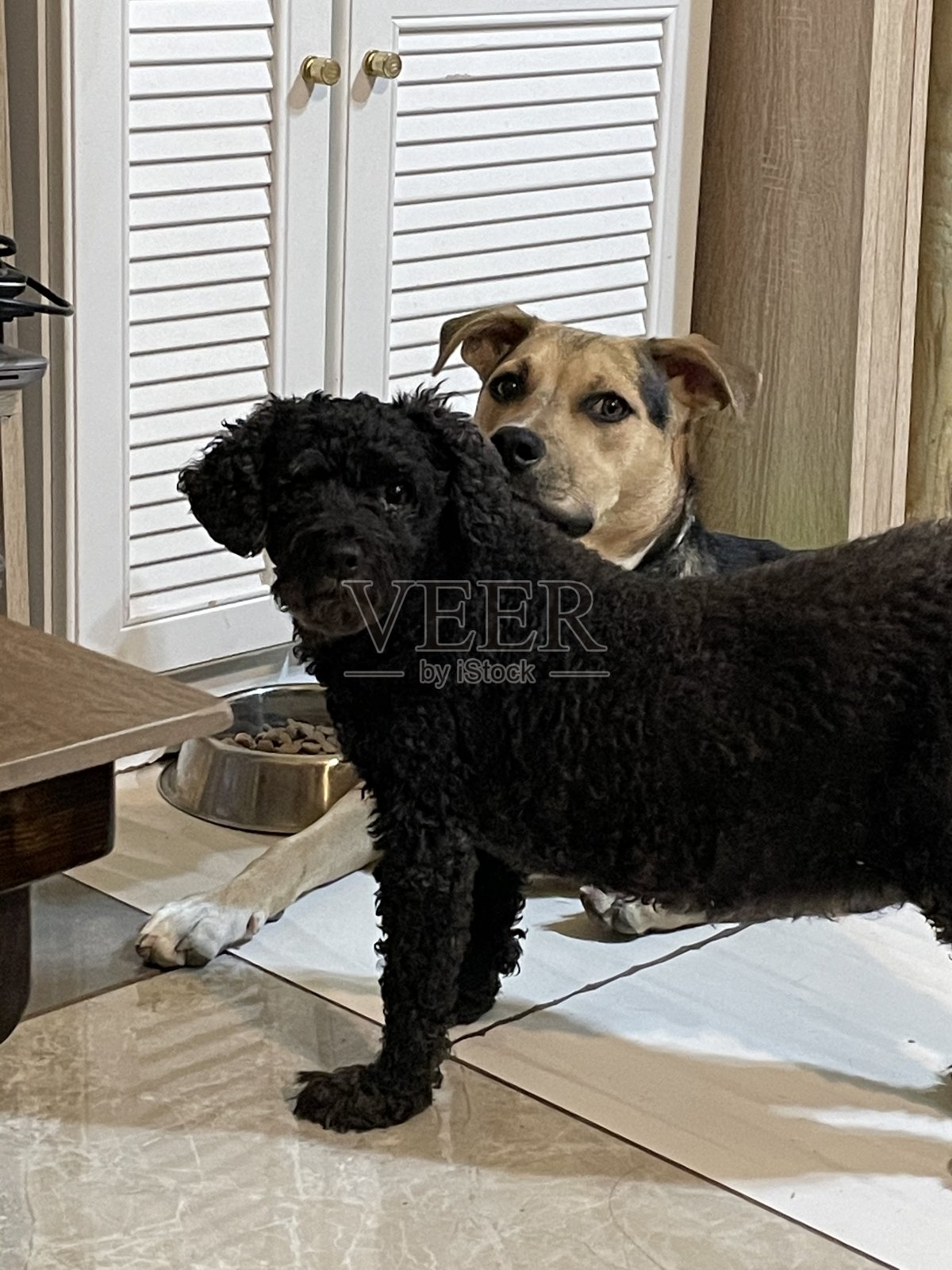 帕梅拉和雅典娜照片摄影图片