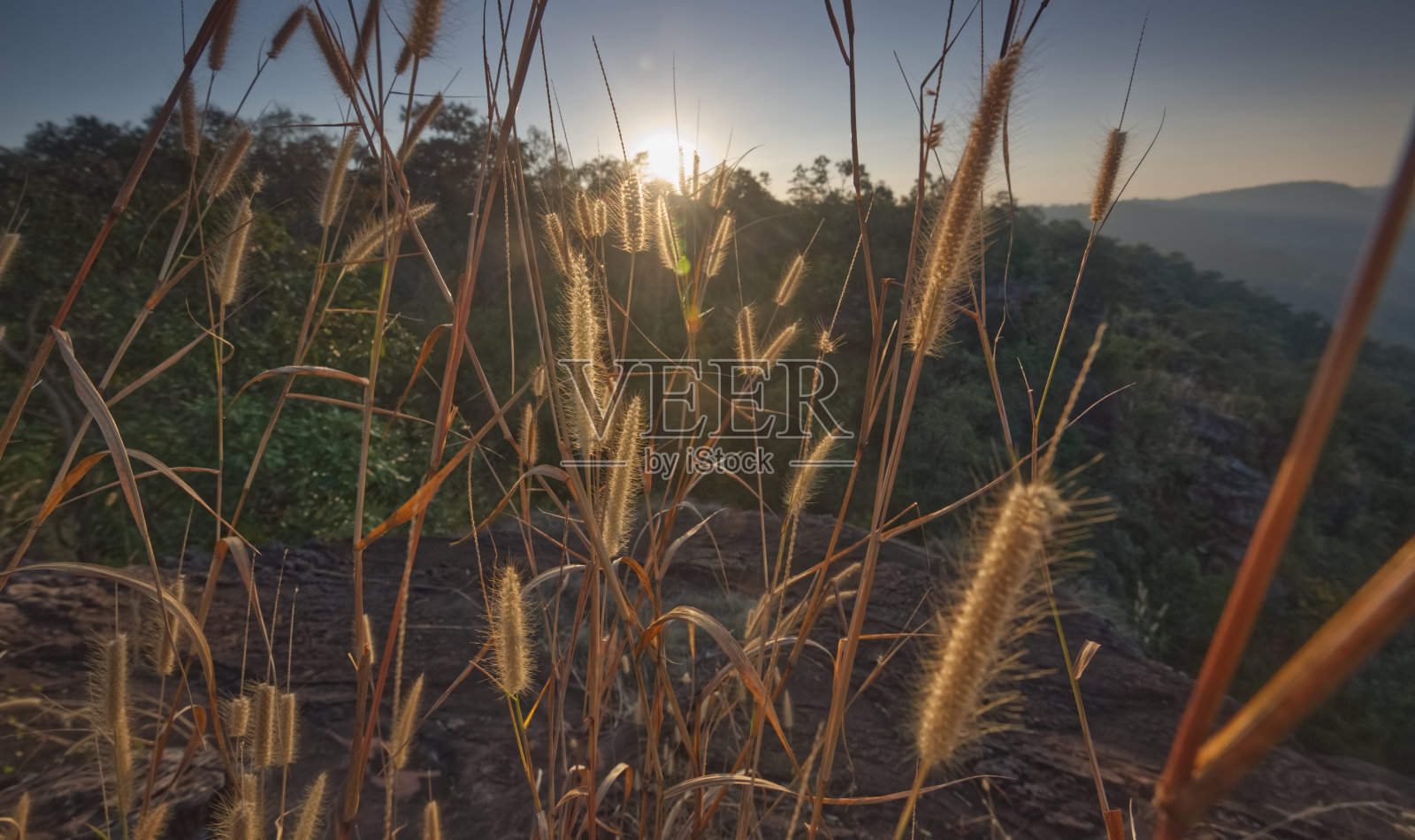 发光的金色草边光照片摄影图片