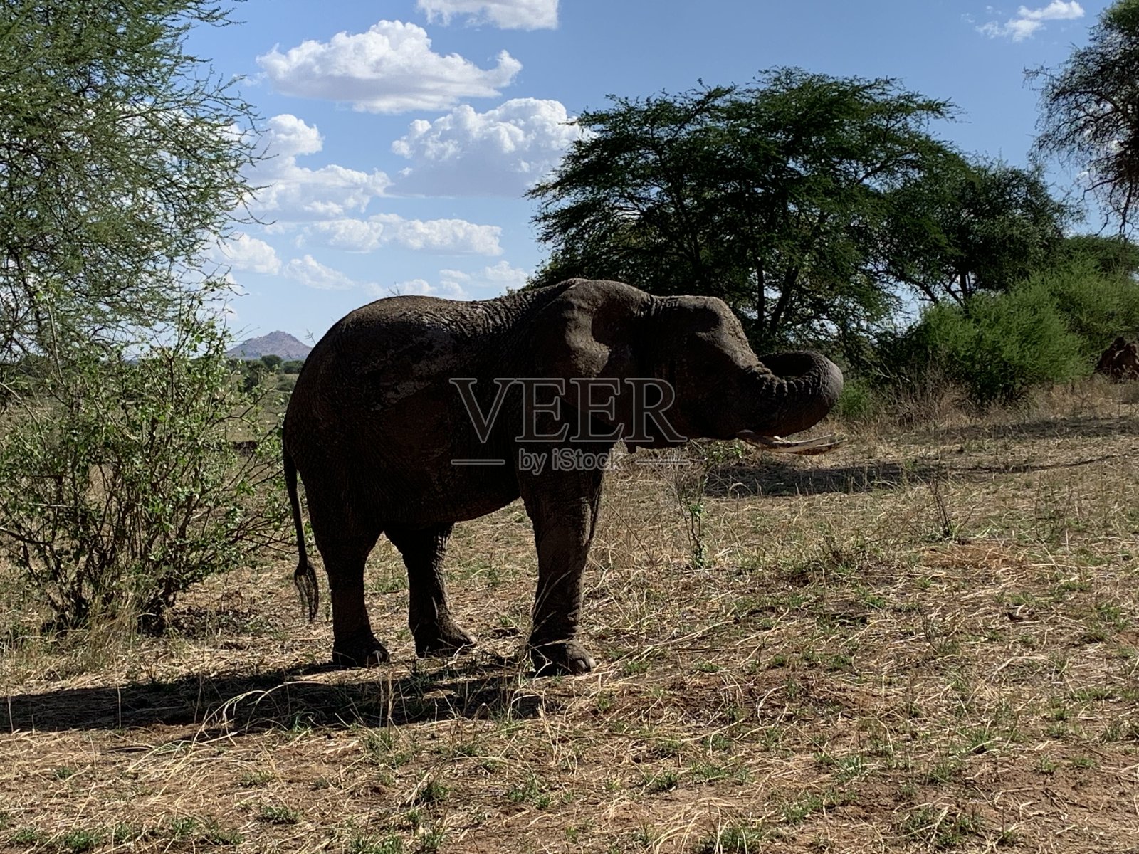 大象在坦桑尼亚照片摄影图片
