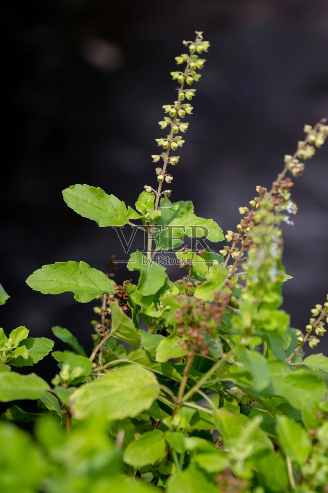 在阳光明媚的日子，室外花园的图尔西或圣罗勒树照片摄影图片