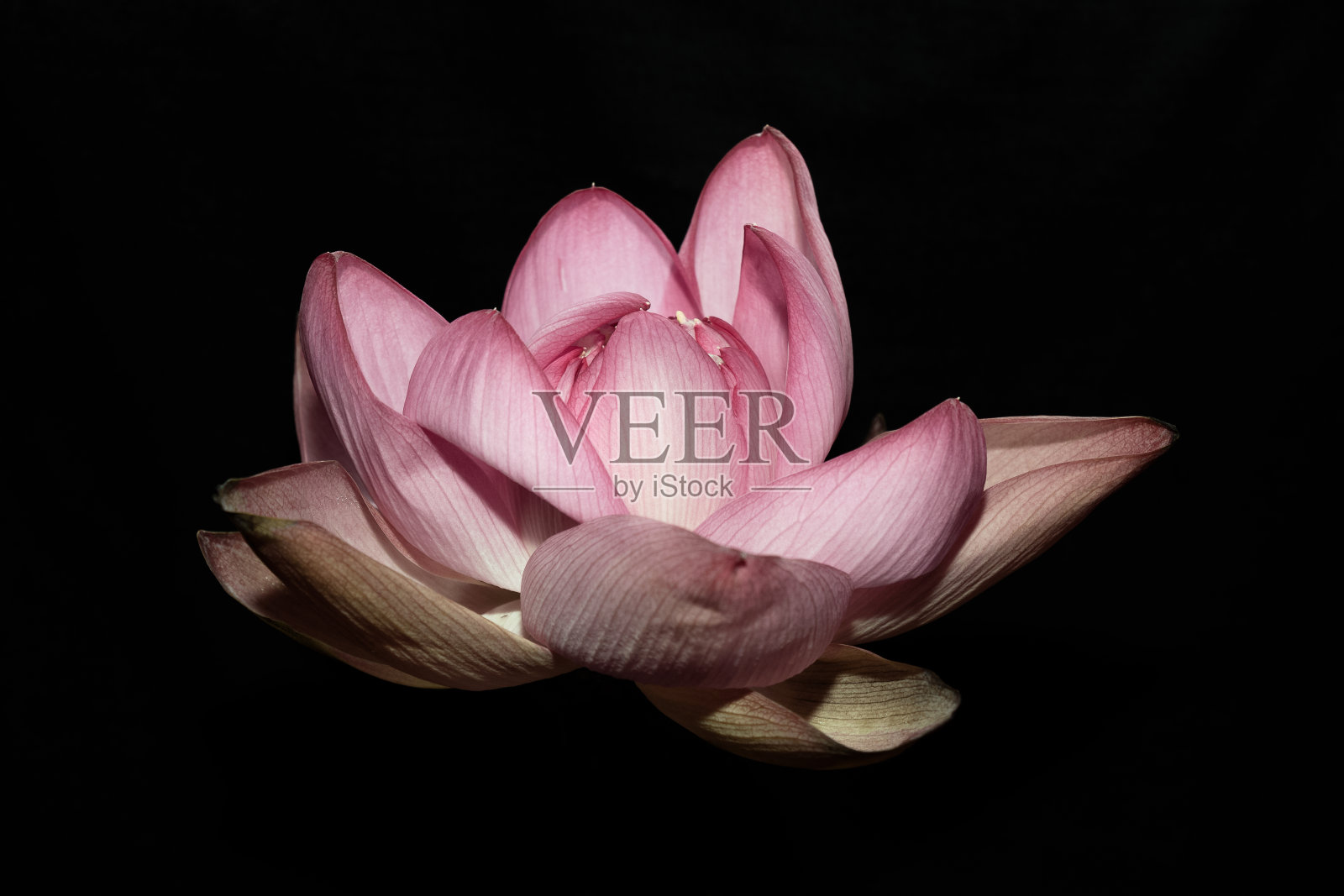 近开的粉红色莲花或睡莲孤立在黑色的背景照片摄影图片