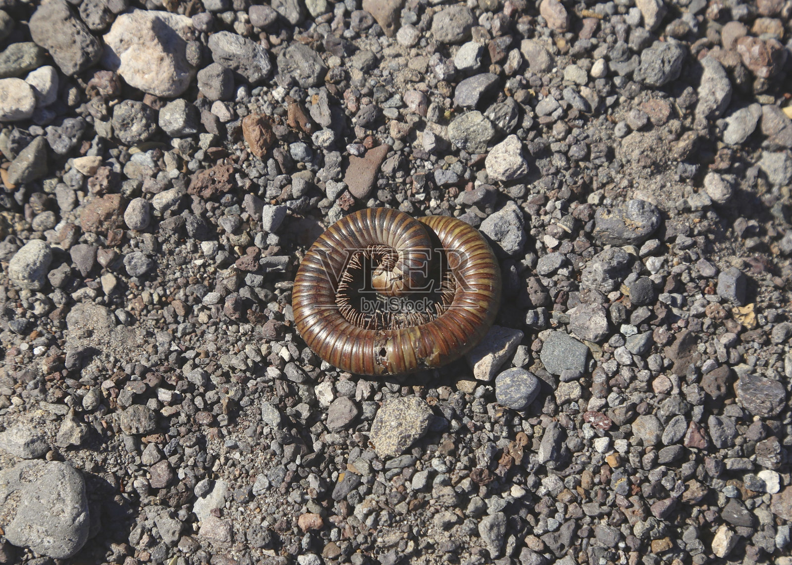 蜈蚣蜷缩在碎石地上照片摄影图片